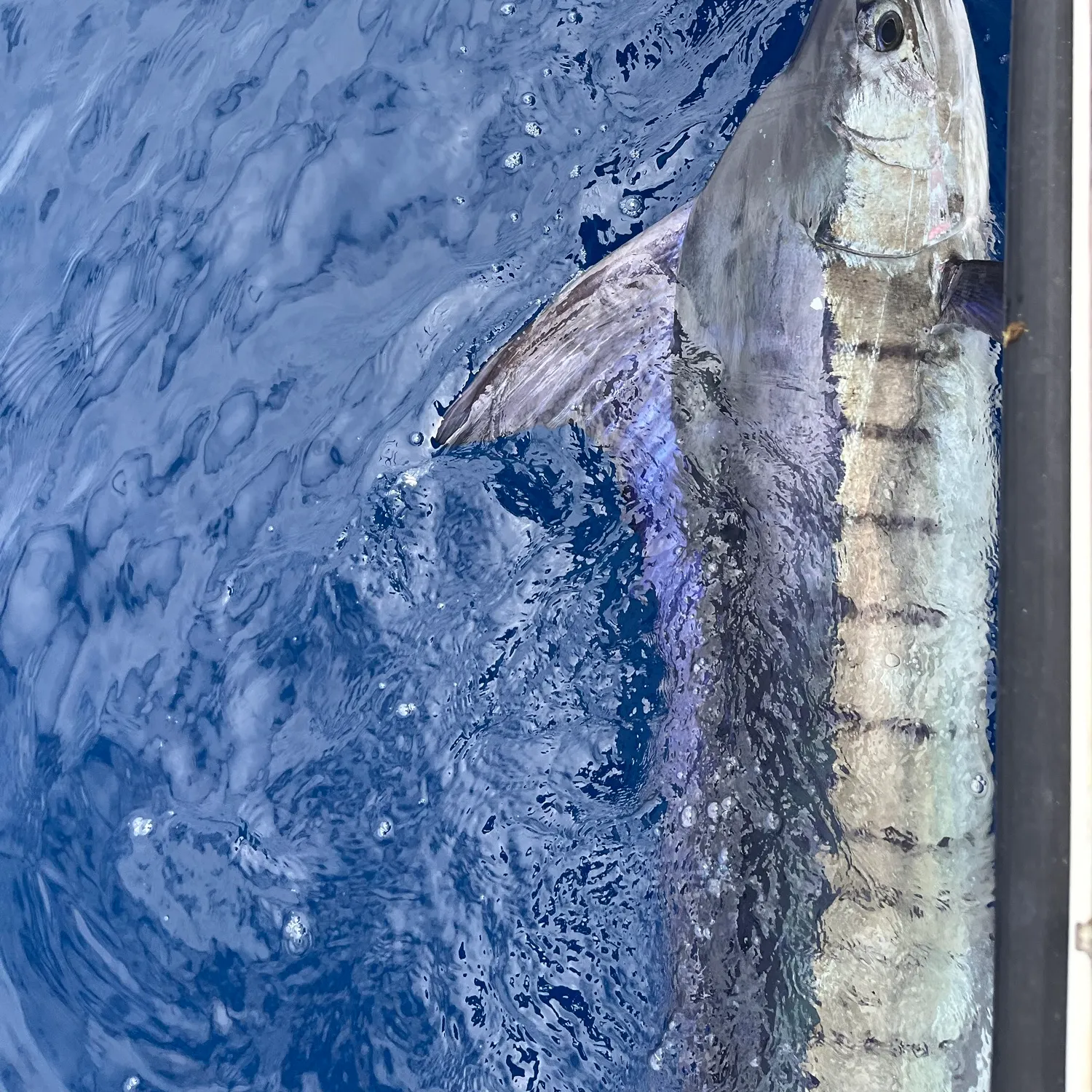 The most recent Striped marlin catches on Fishbrain