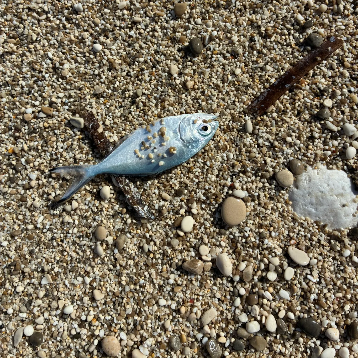 Palometa caught on Fishbrain