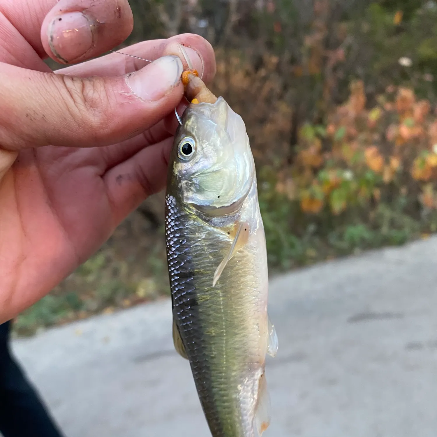 Striped shiner caught on Fishbrain