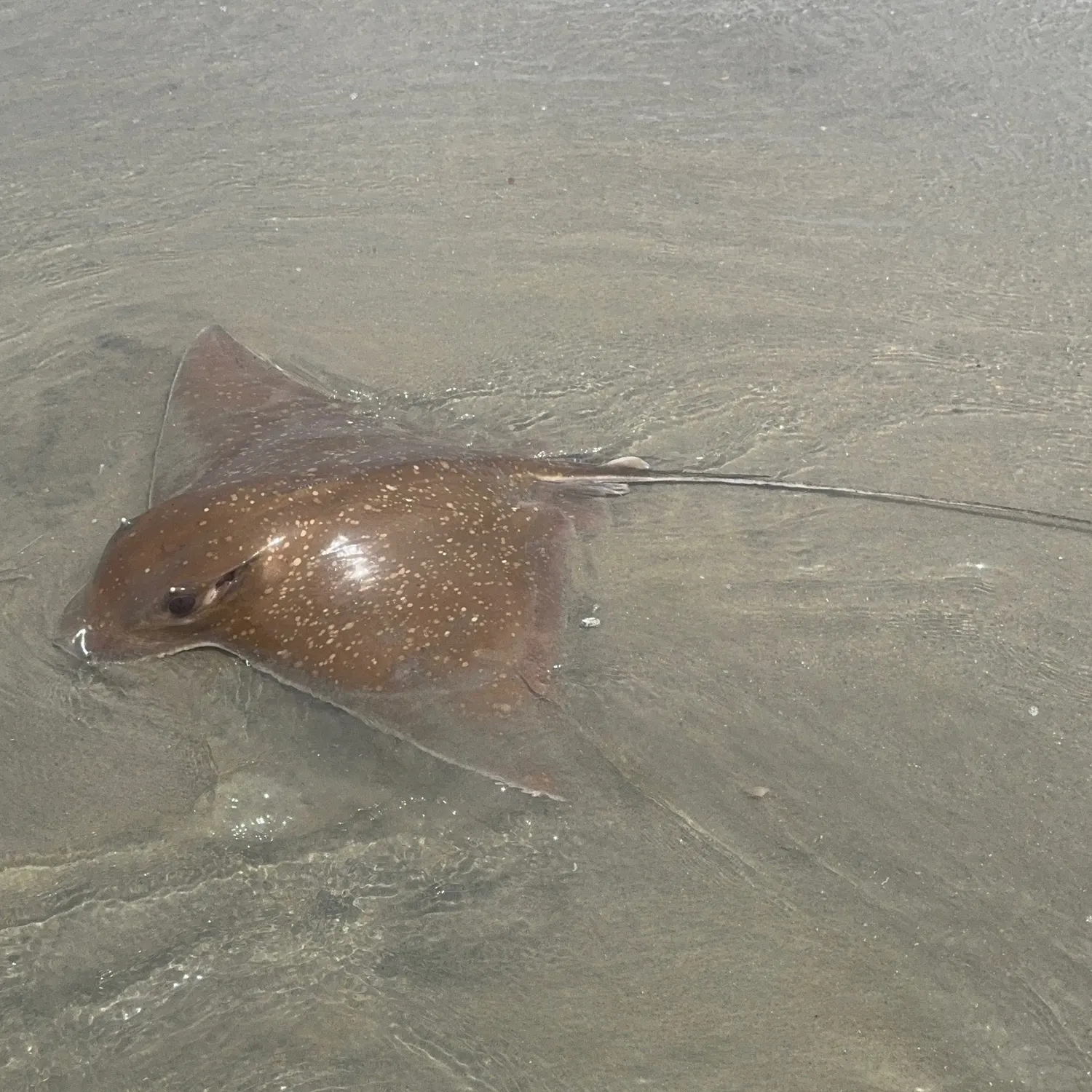 The most recent Bullnose eagle ray catches on Fishbrain