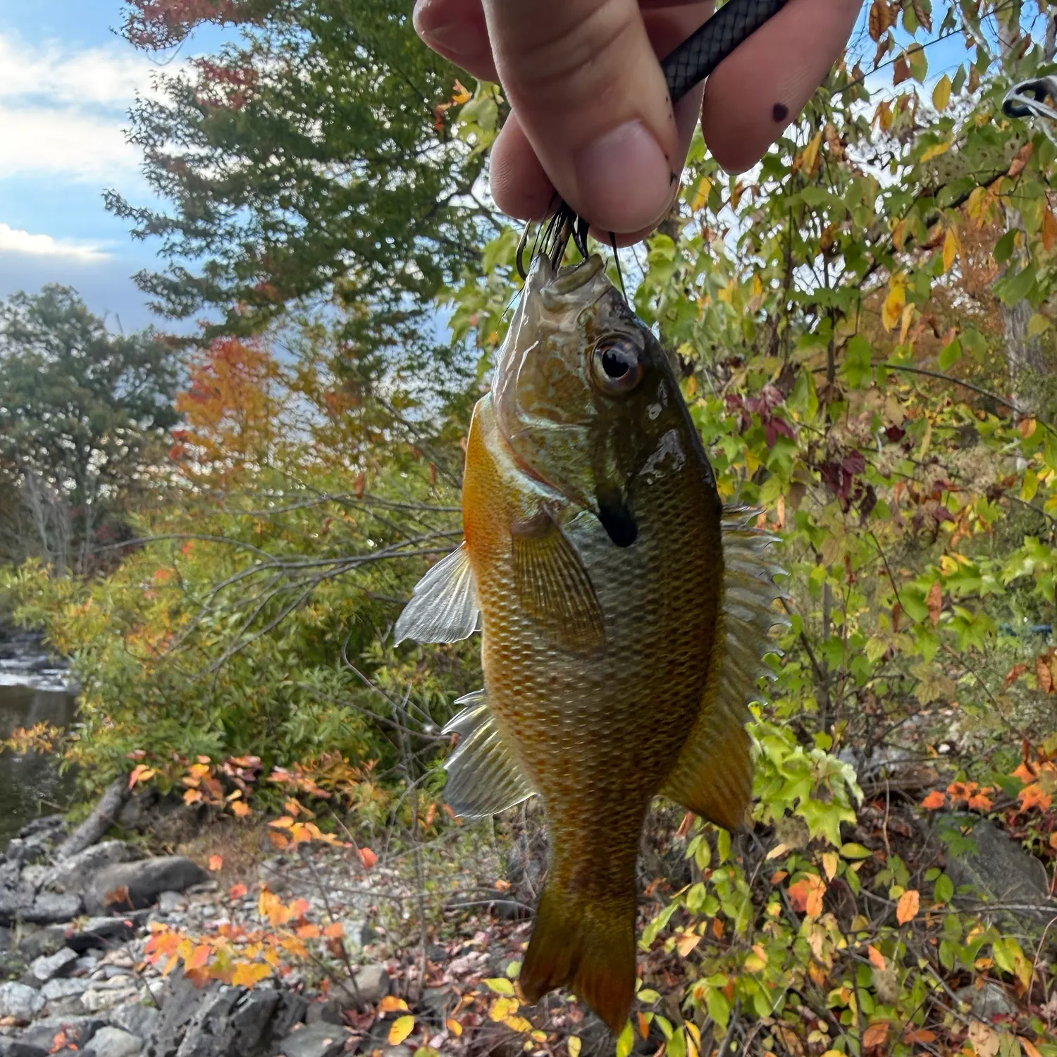 Green sunfish caught on Fishbrain