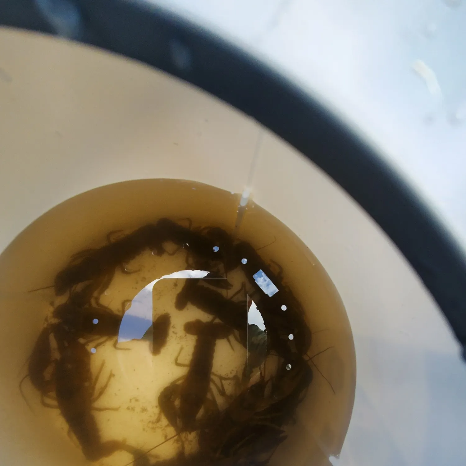 The most recent White River crayfish catches on Fishbrain