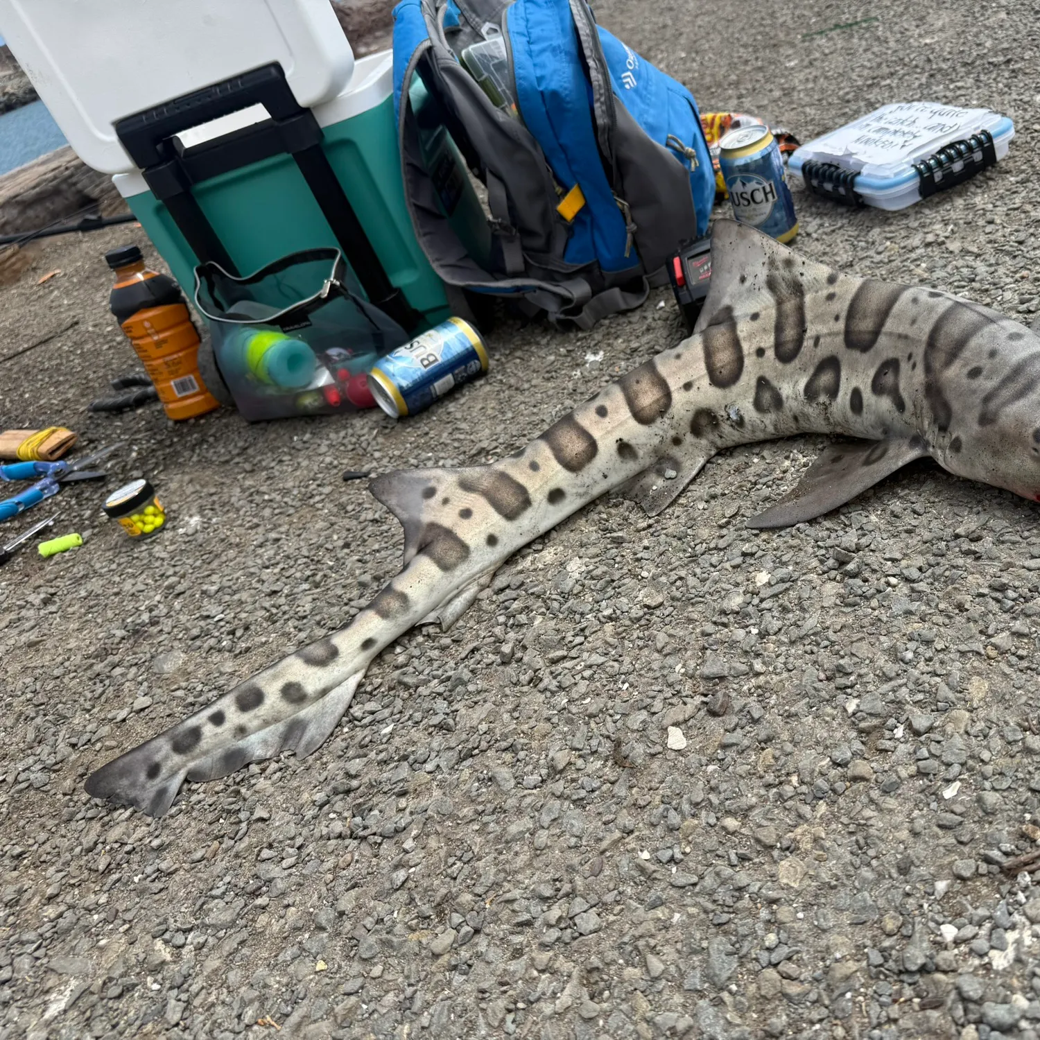 The most recent Leopard shark catches on Fishbrain