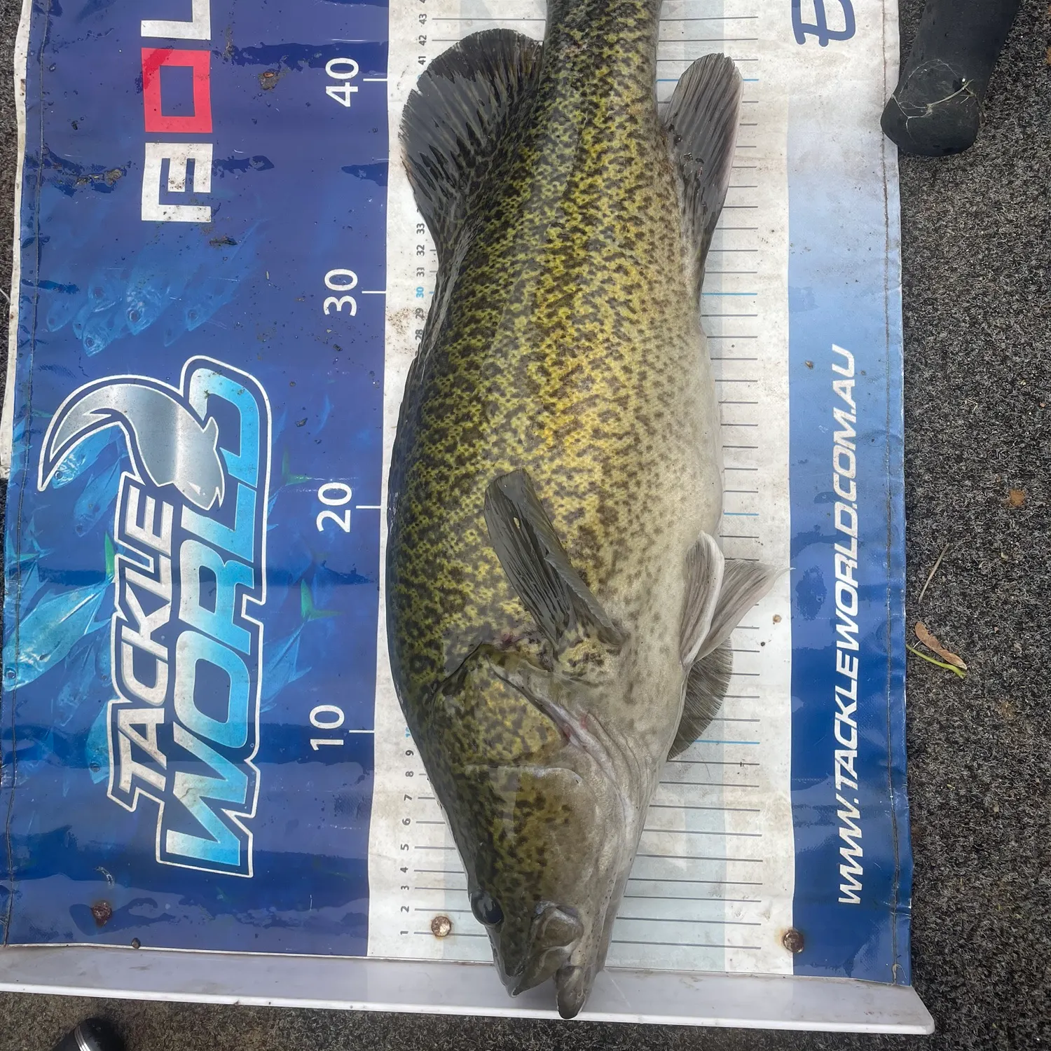 The most recent Murray cod catches on Fishbrain