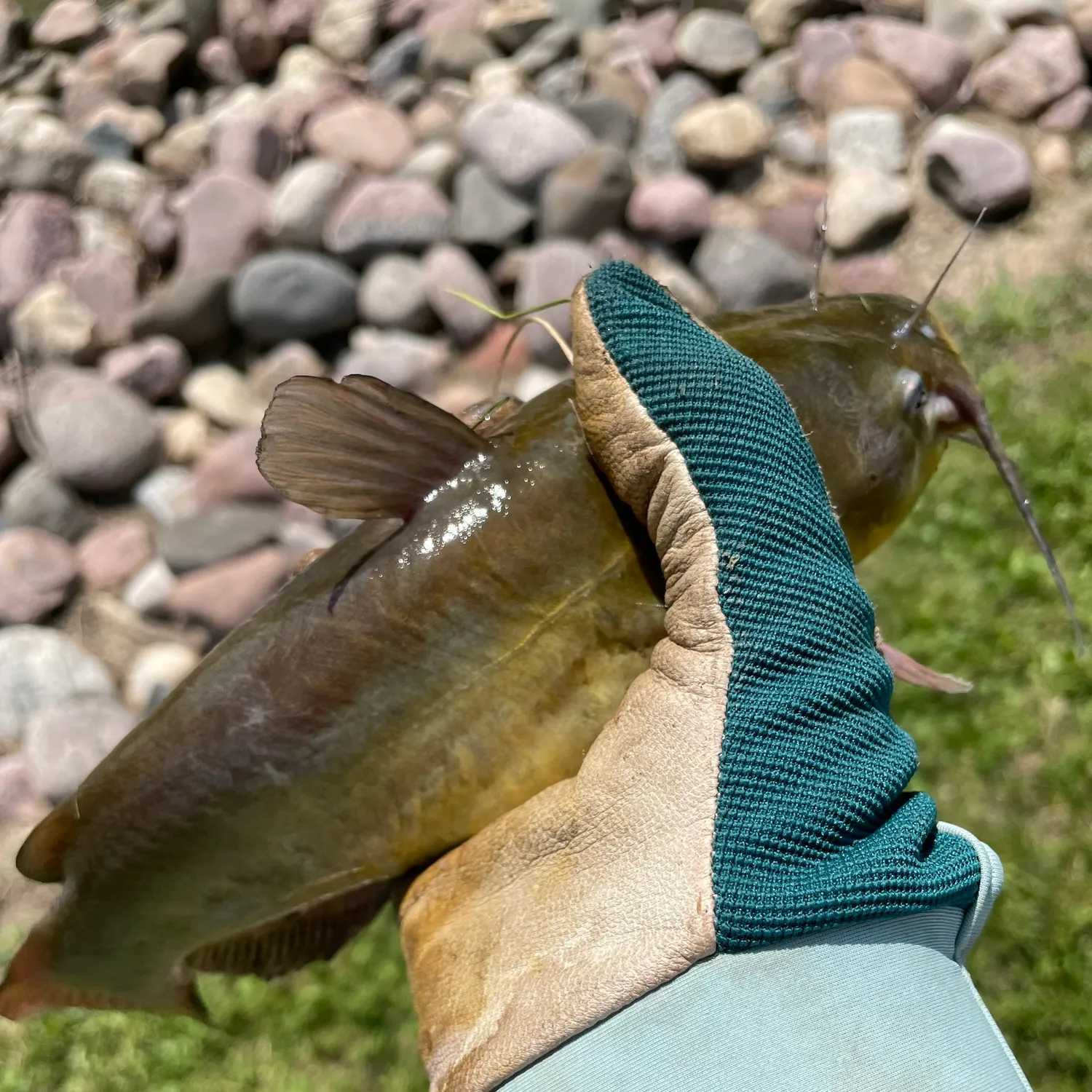 Yellow bullhead caught on Fishbrain