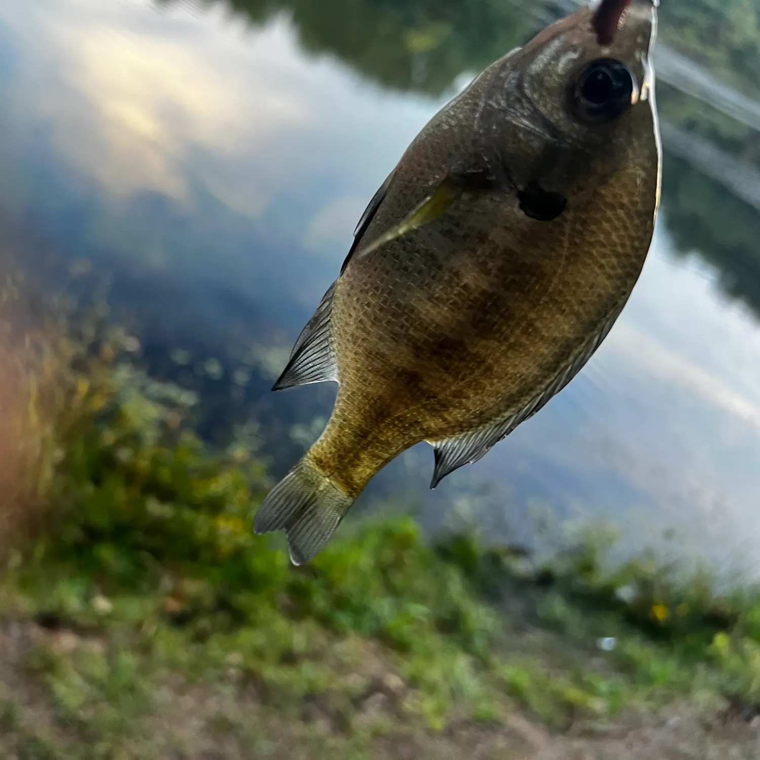 Bluegill caught on Fishbrain