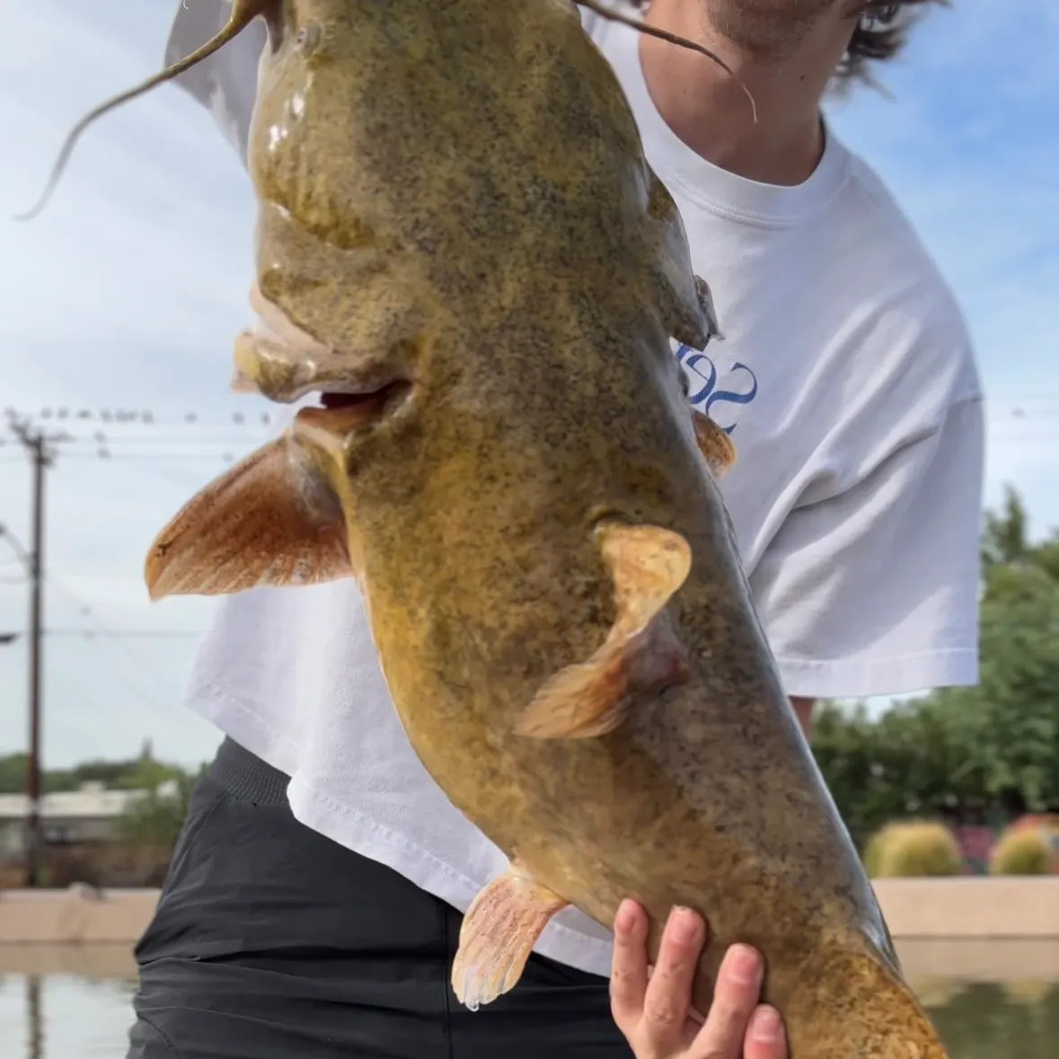 Flathead catfish caught on Fishbrain