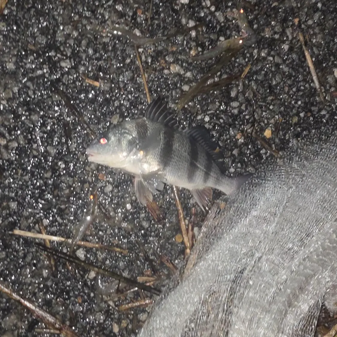 Black drum caught on Fishbrain