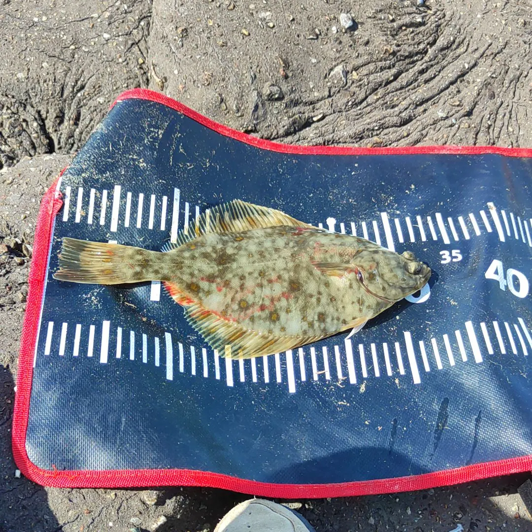 The most recent European flounder catches on Fishbrain
