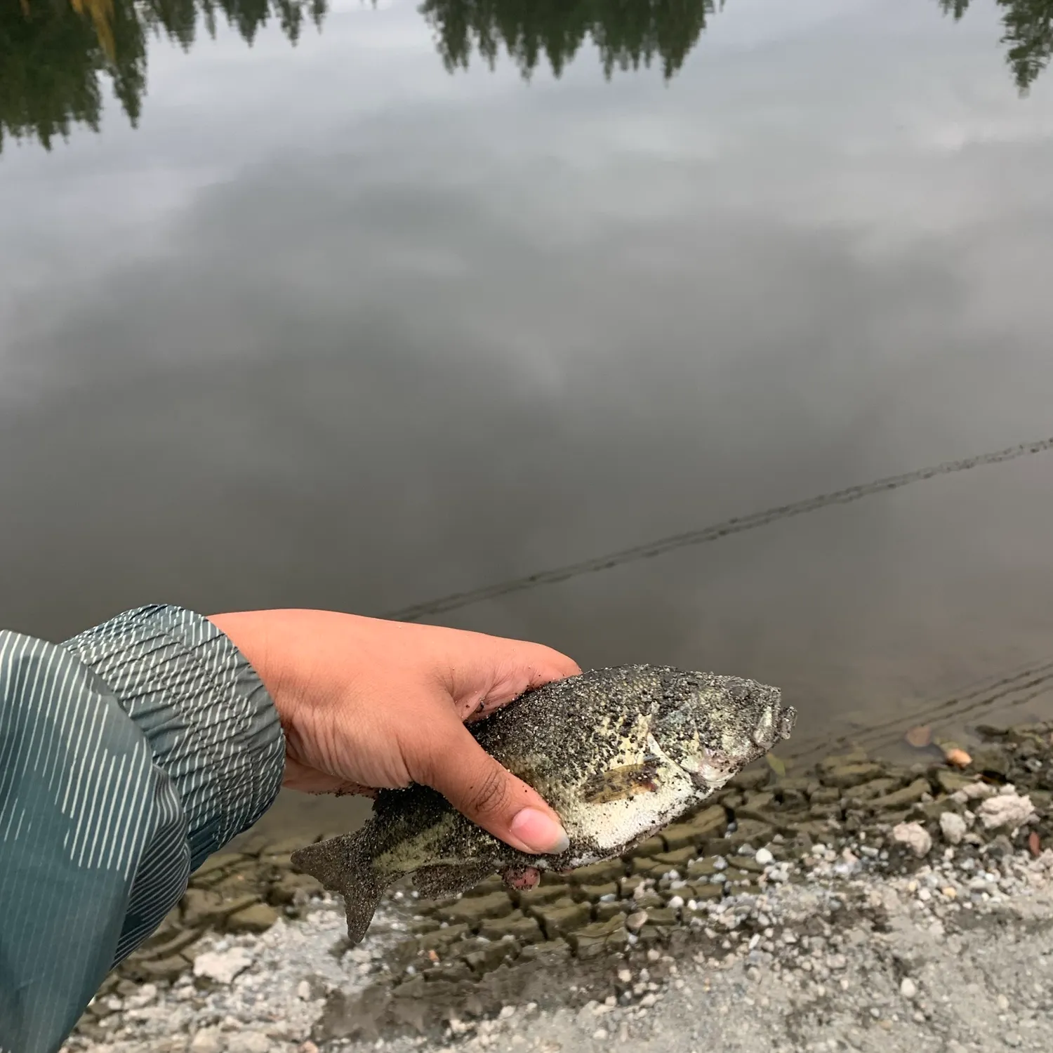 Smallmouth bass caught on Fishbrain
