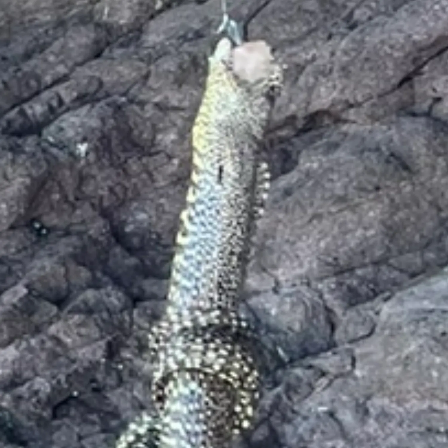 The most recent California moray catches on Fishbrain