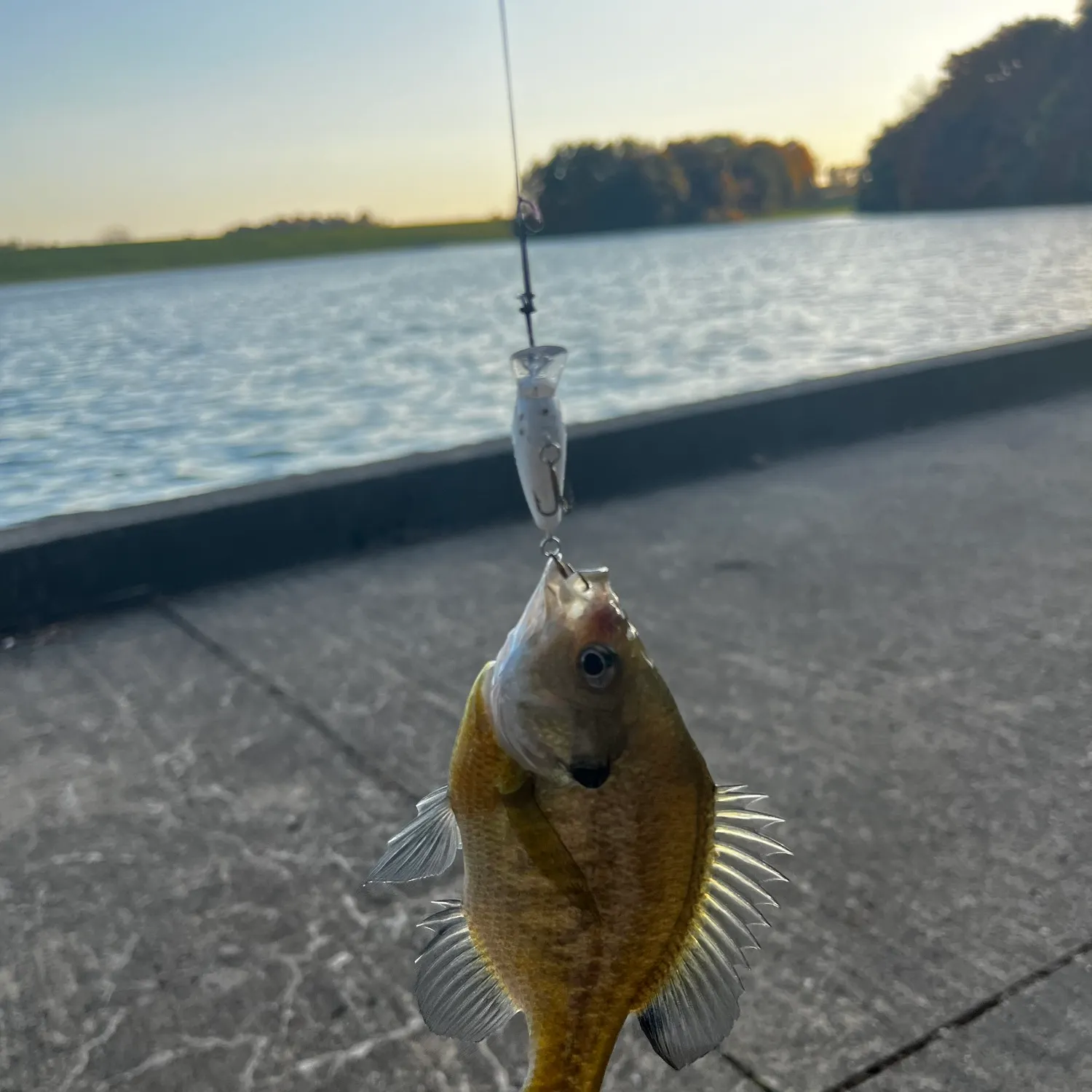 Bluegill caught on Fishbrain