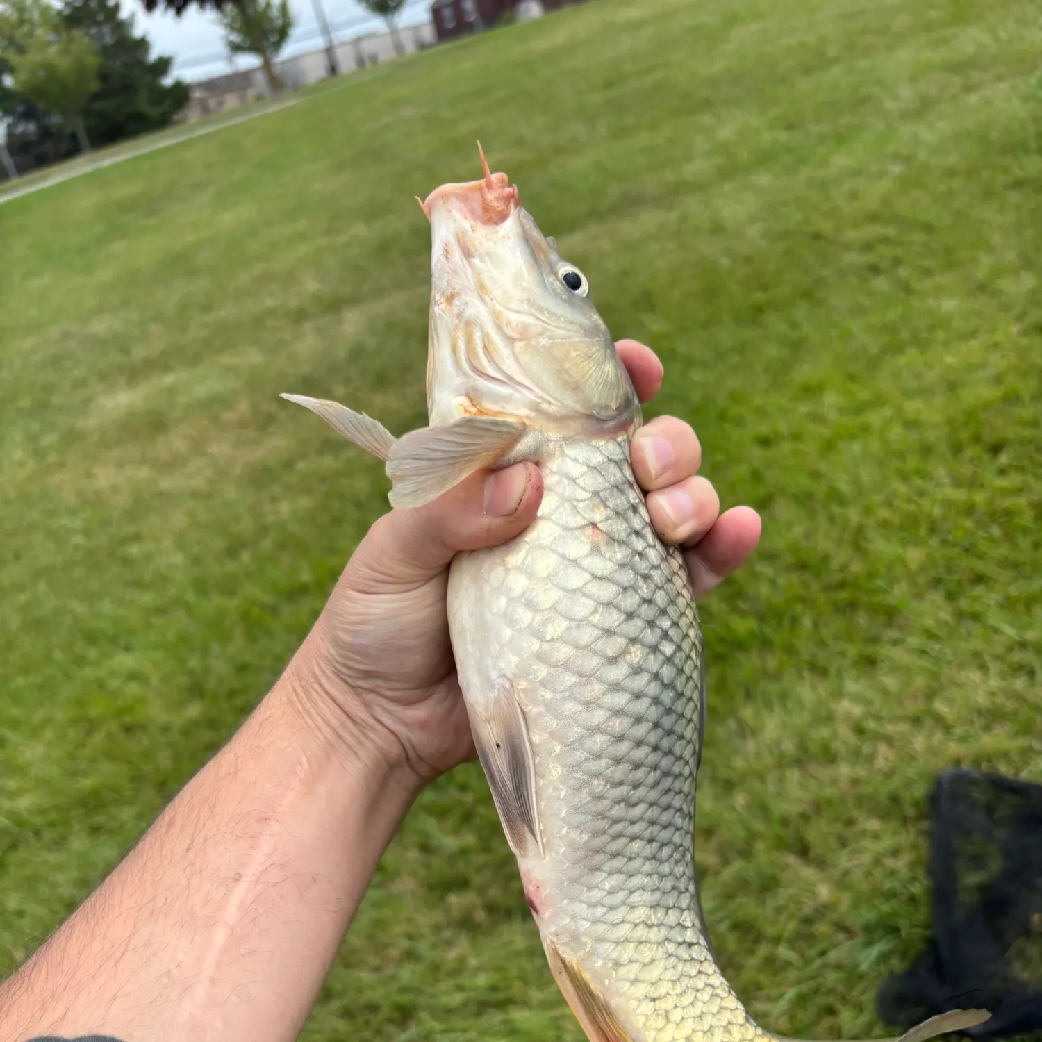 Golden redhorse caught on Fishbrain