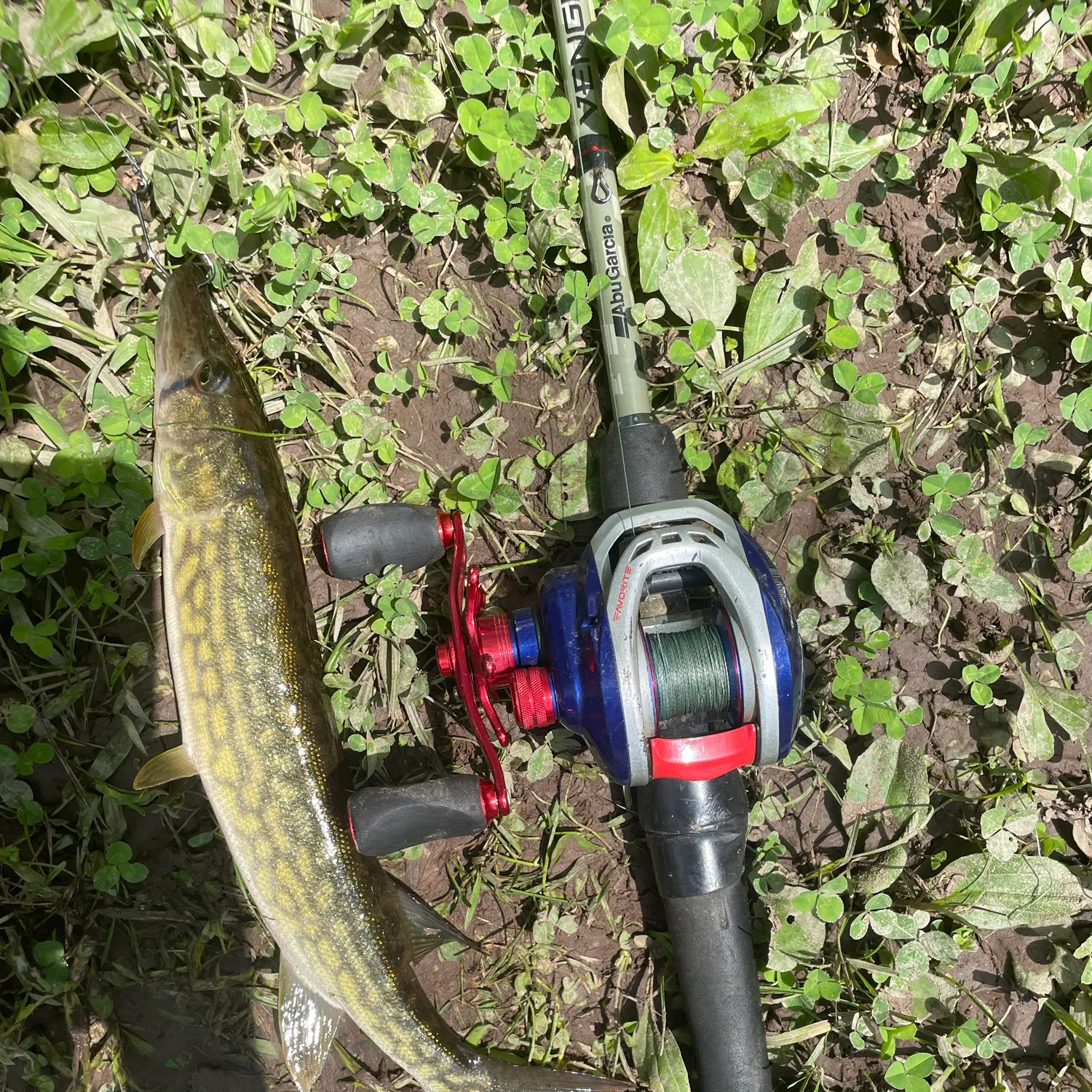 Grass pickerel caught on Fishbrain
