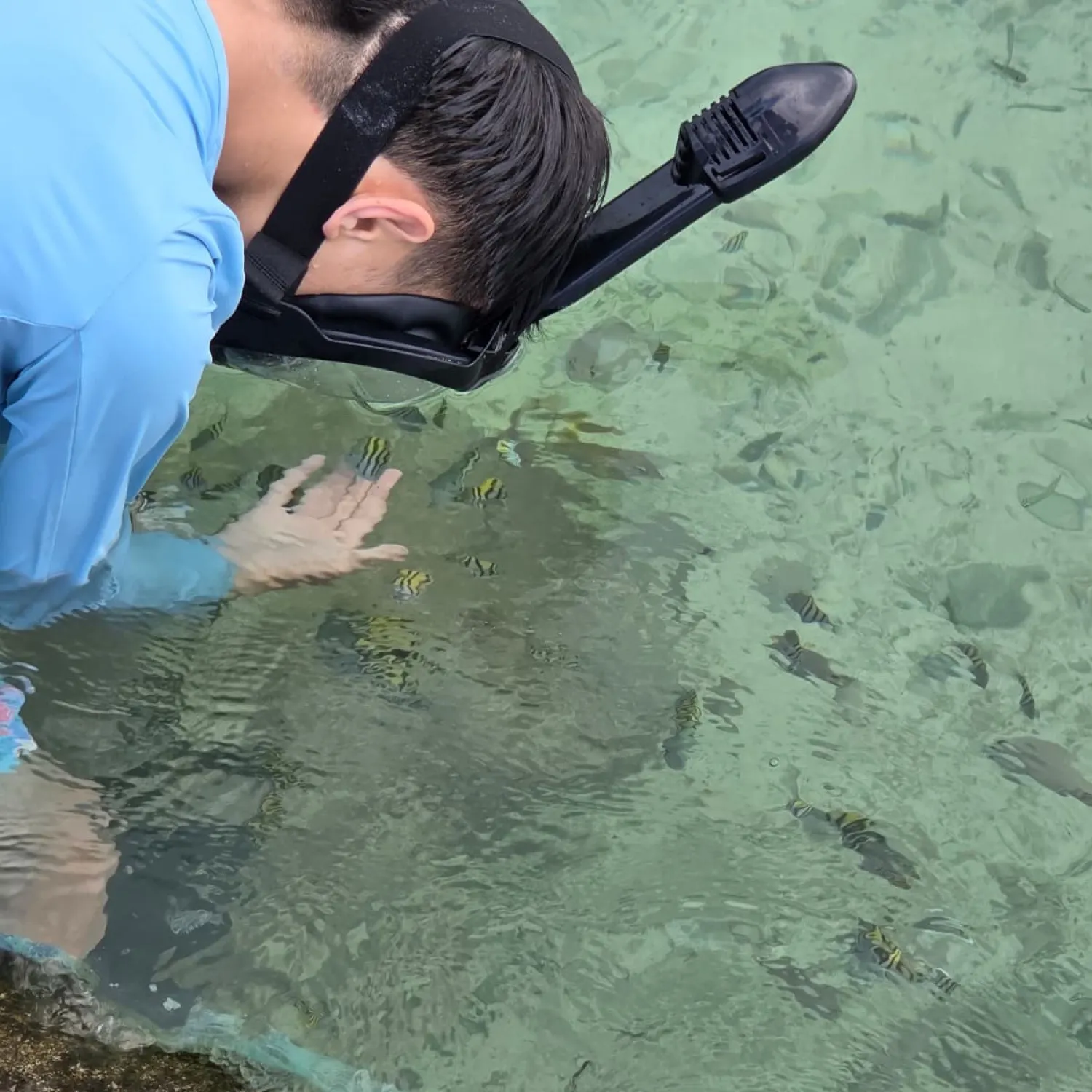 The most recent Panamic sergeant major catches on Fishbrain