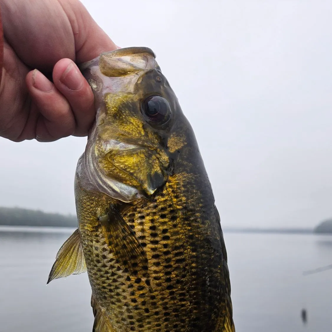Rock bass caught on Fishbrain