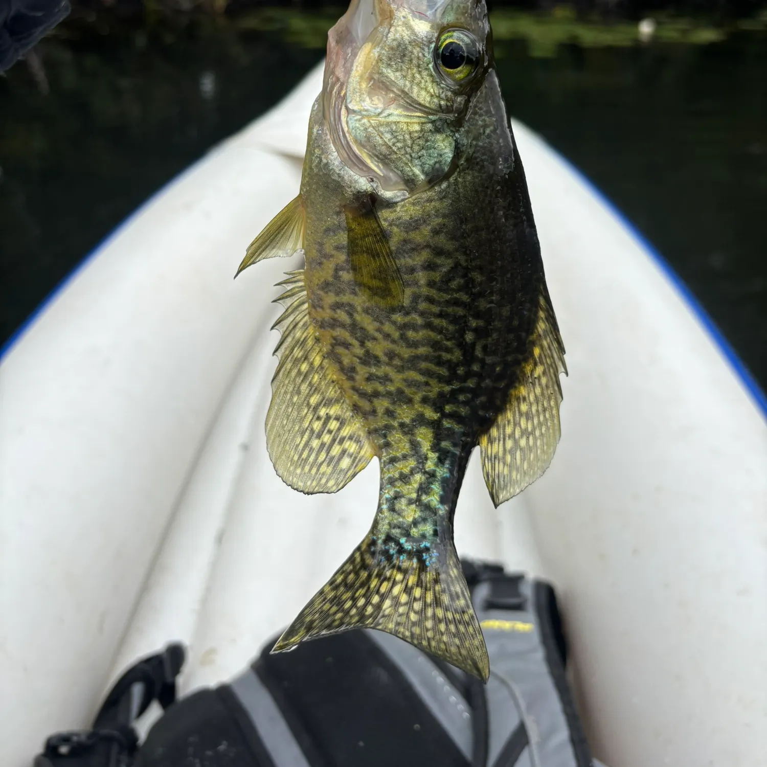 Black crappie caught on Fishbrain
