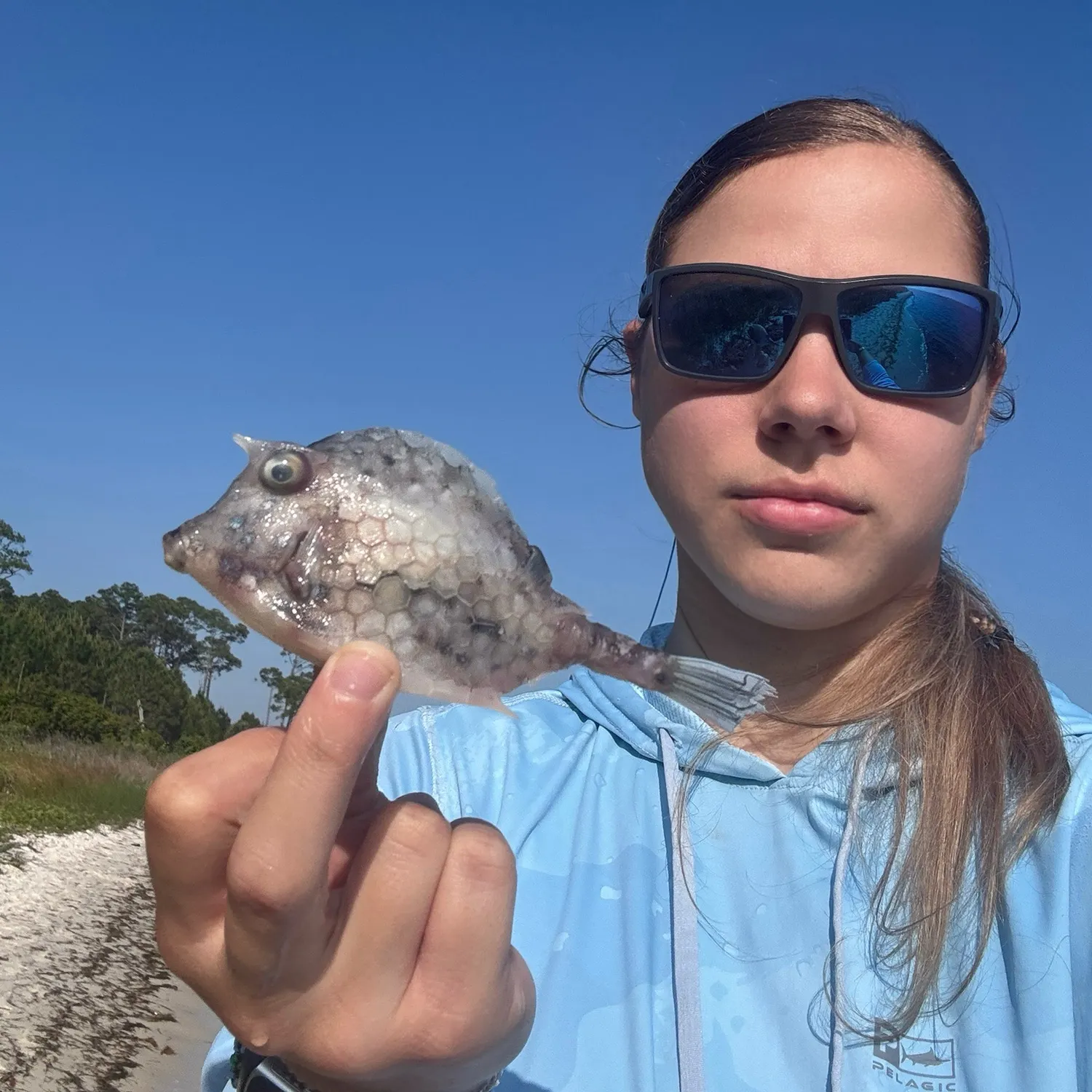The most recent Scrawled cowfish catches on Fishbrain