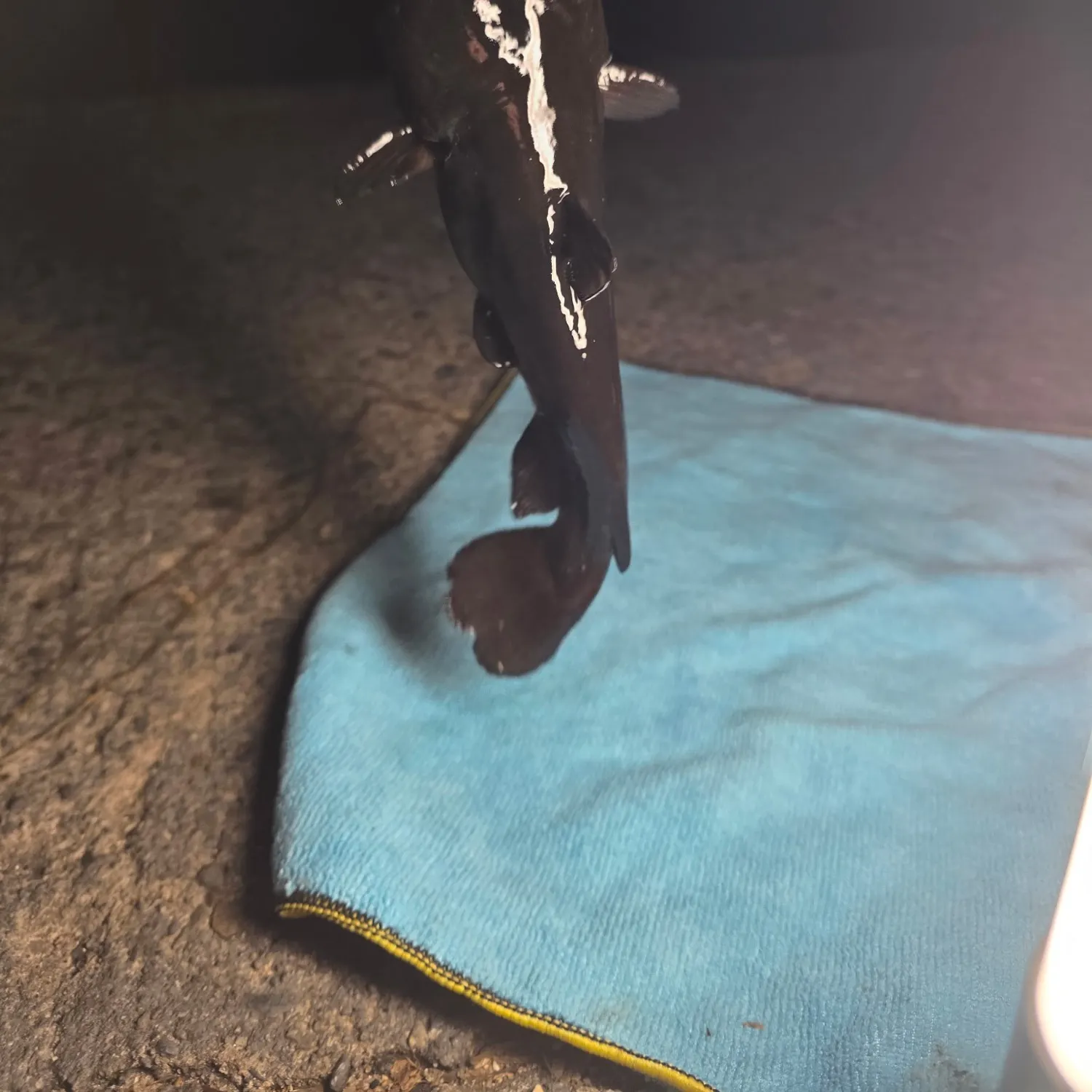 Black bullhead caught on Fishbrain