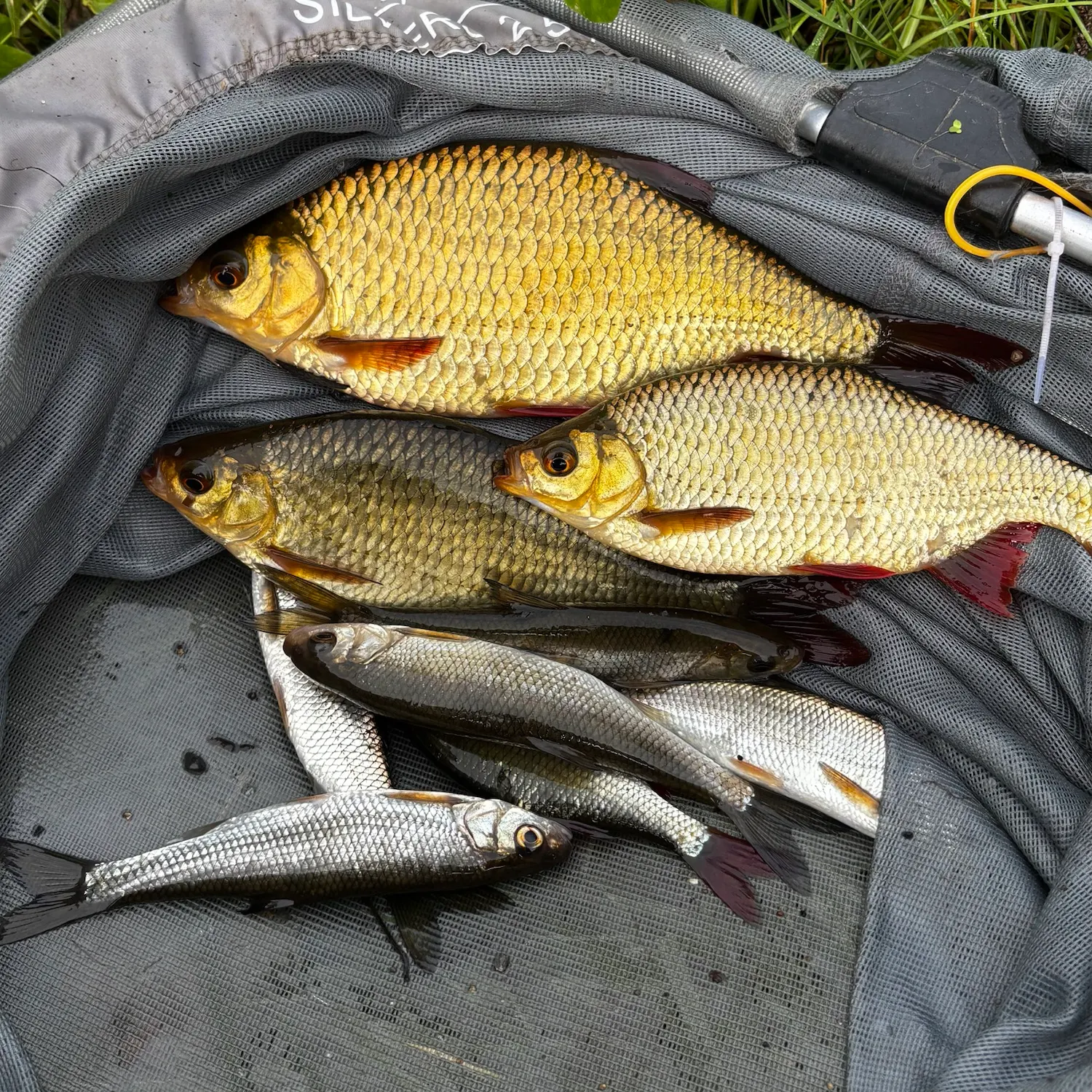 The most recent Common rudd catches on Fishbrain