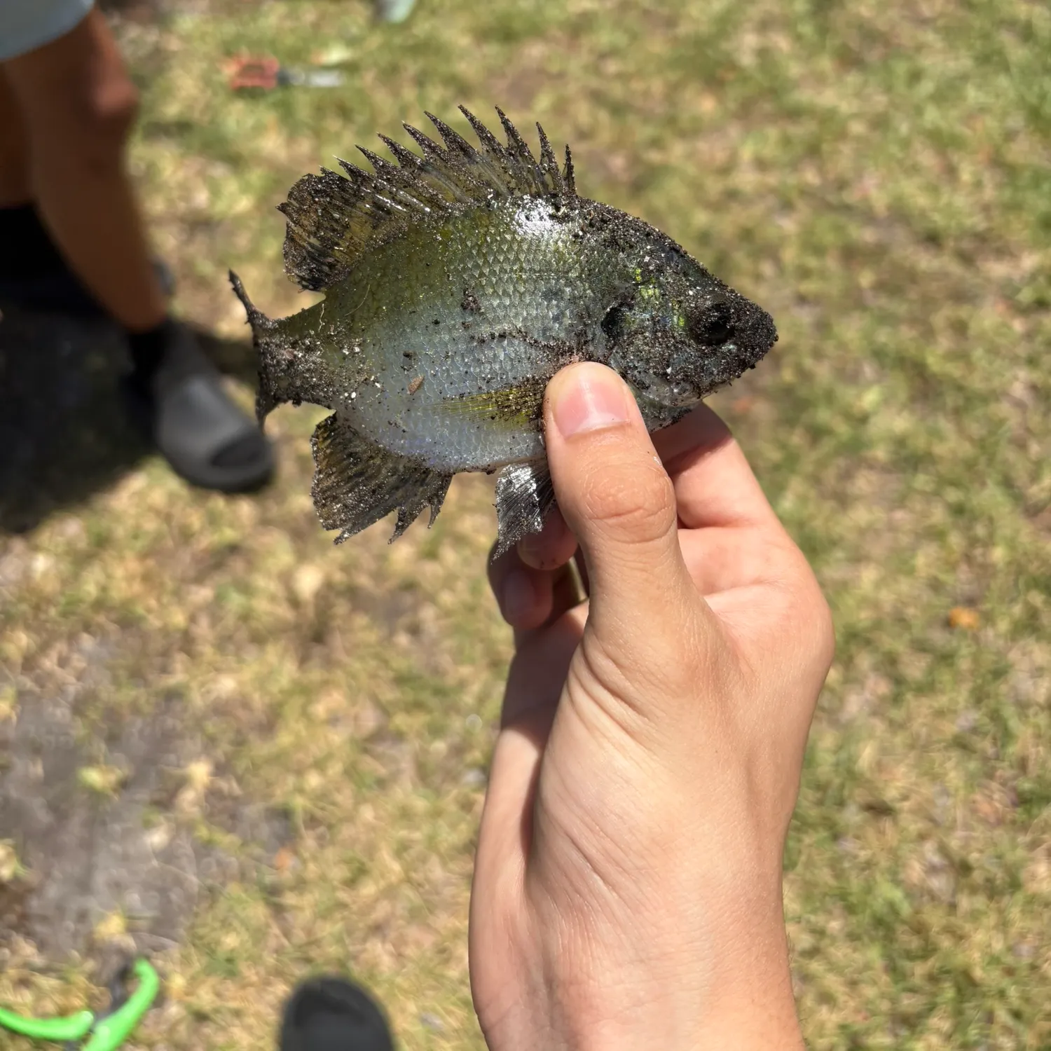 The most recent Spotted sunfish catches on Fishbrain
