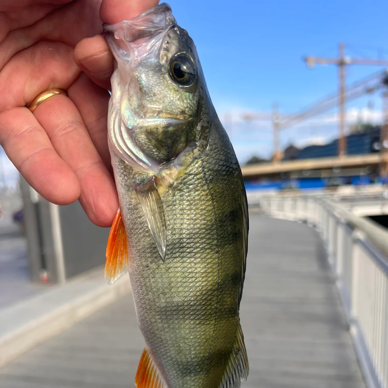 catch