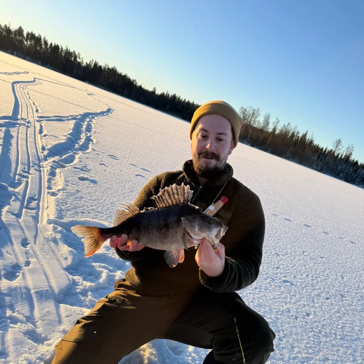 The most recent European perch catches on Fishbrain