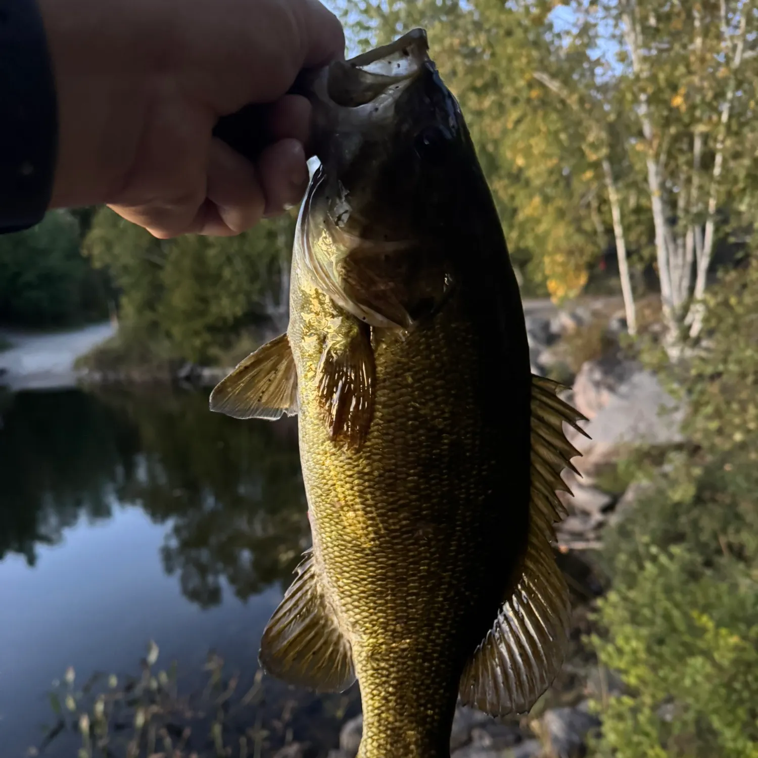Smallmouth bass caught on Fishbrain