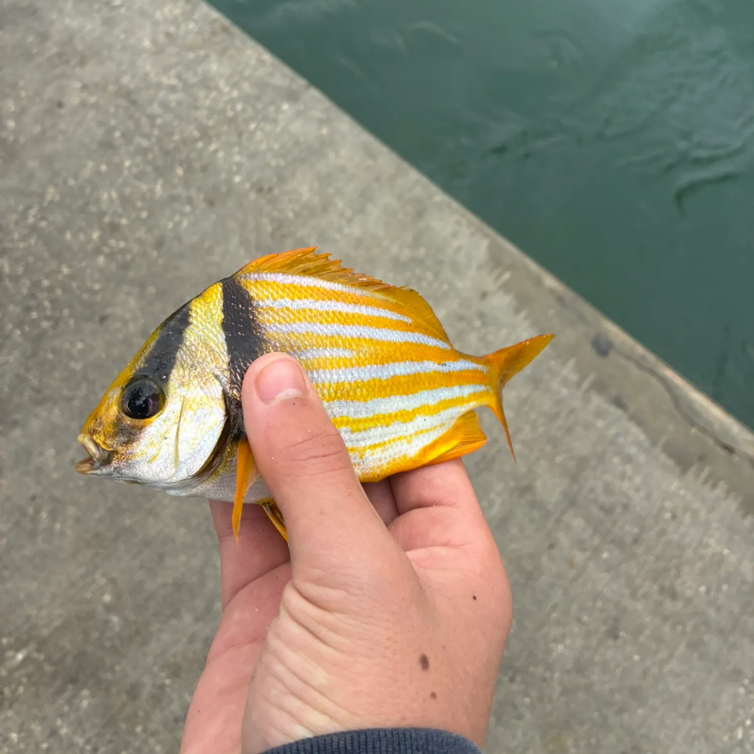 The most recent Atlantic porkfish catches on Fishbrain