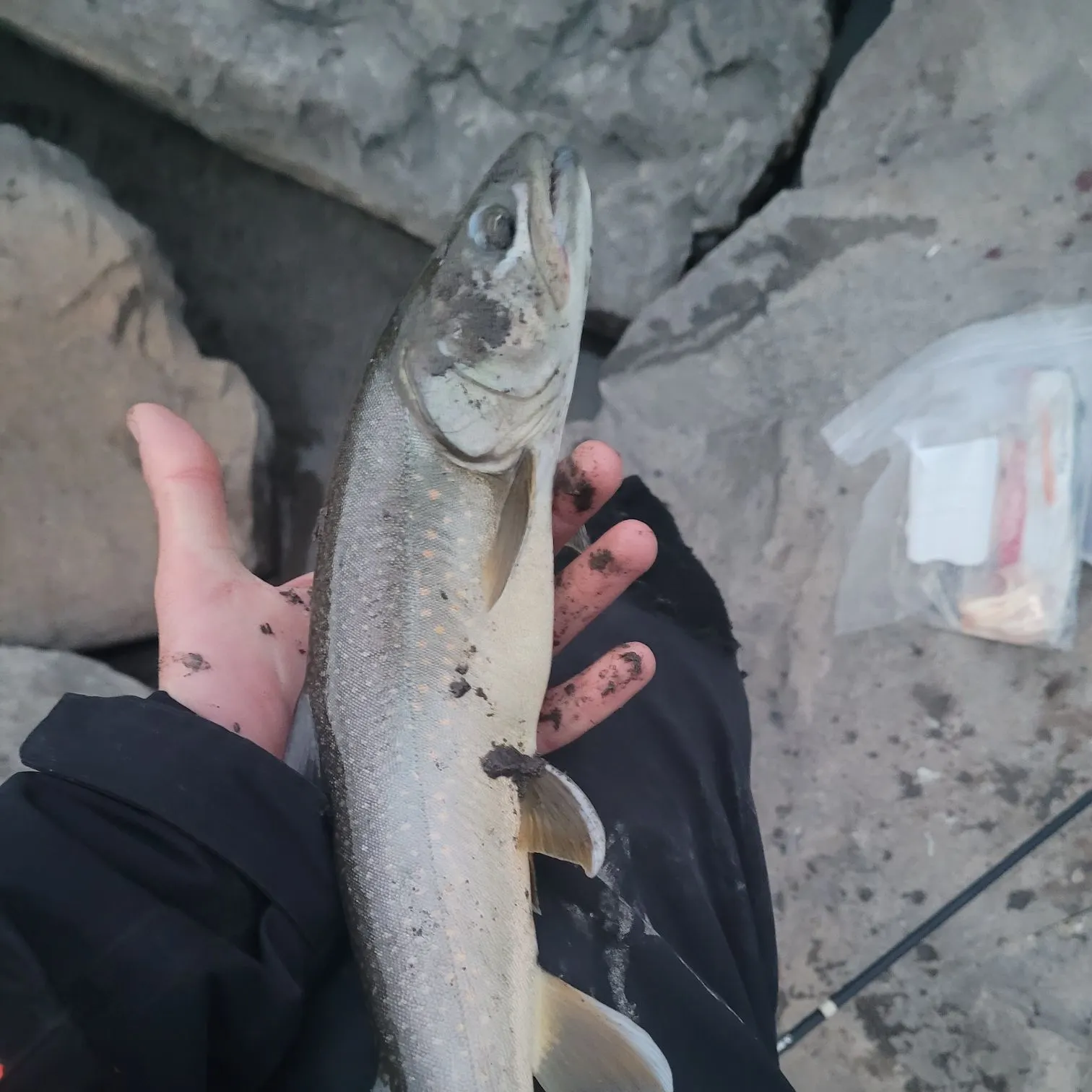 Bull trout caught on Fishbrain