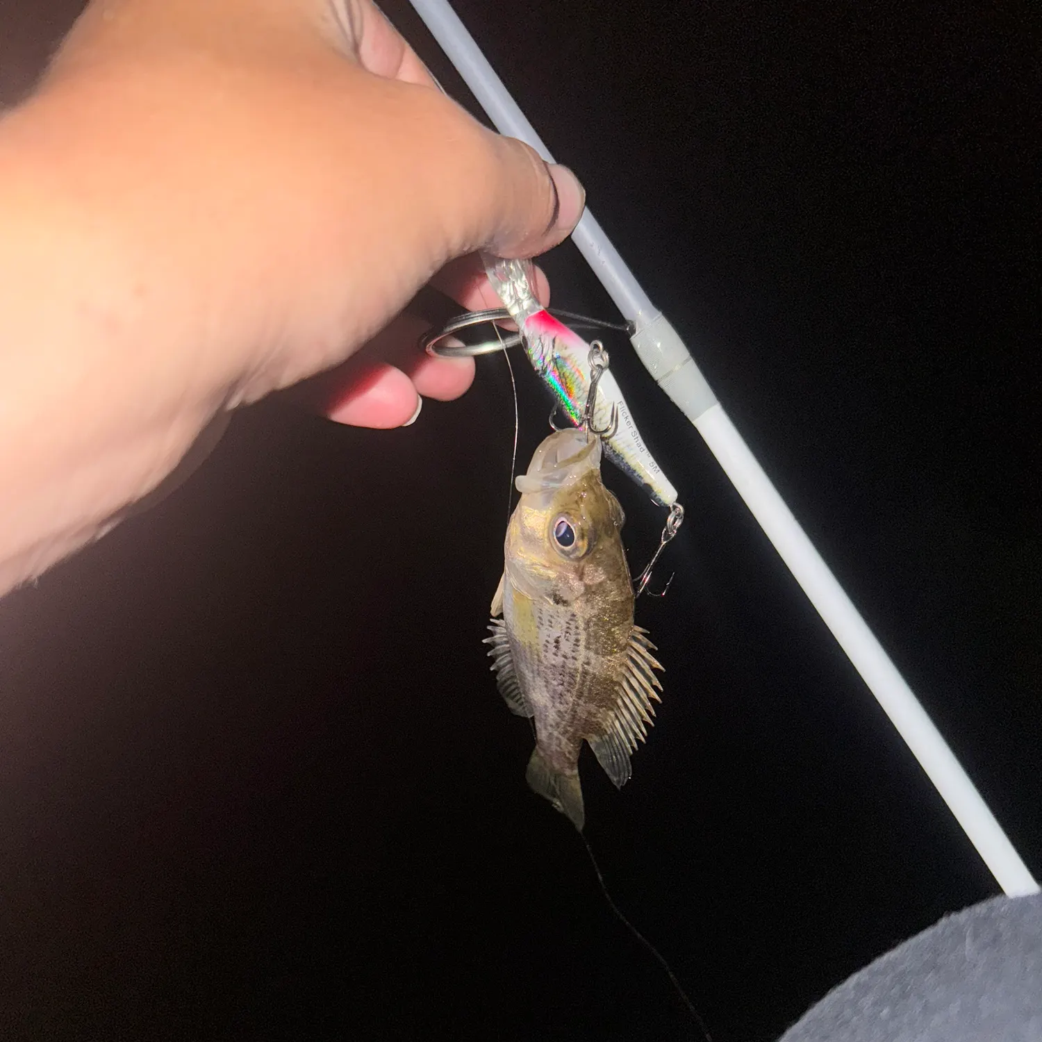 The most recent Rock bass catches on Fishbrain