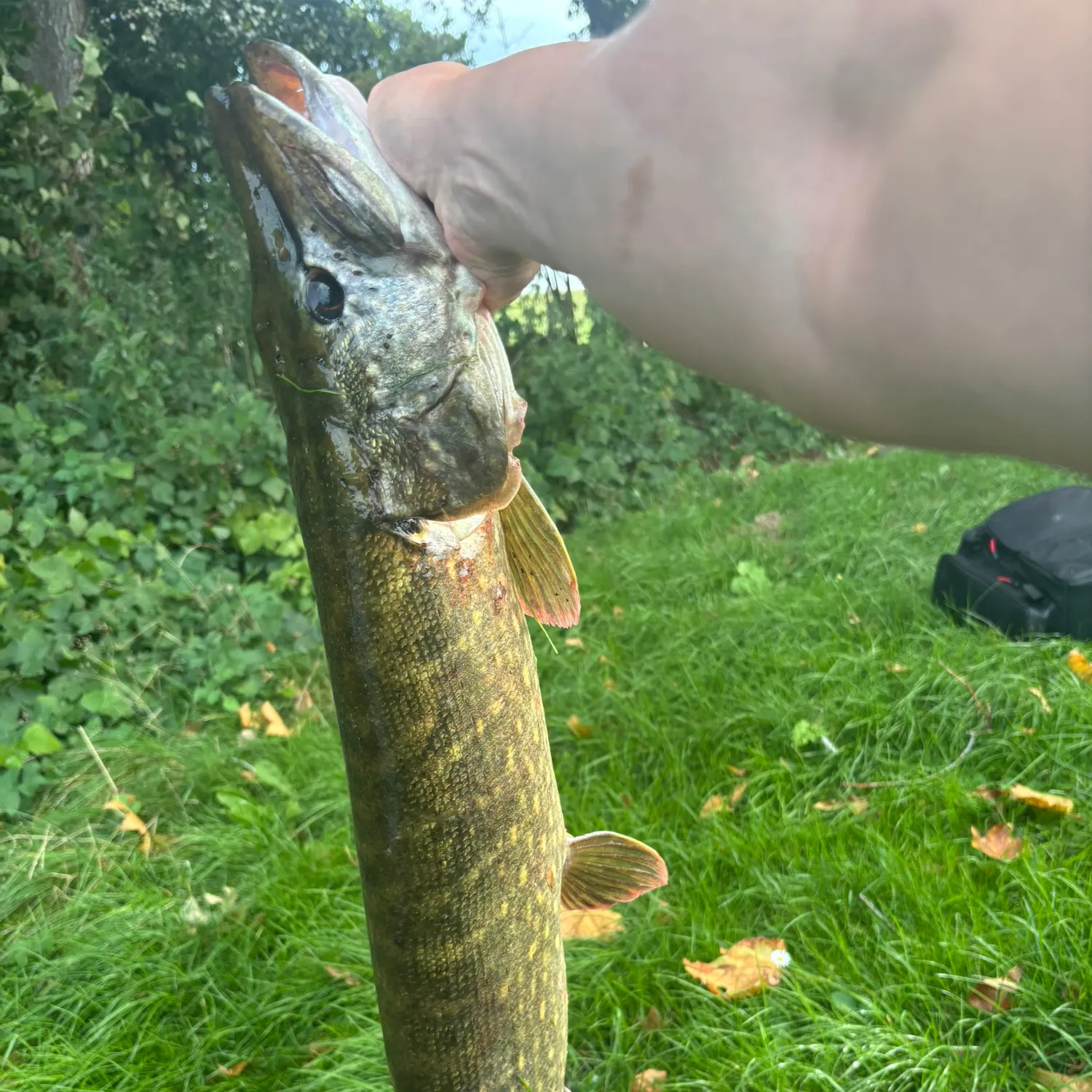 catch