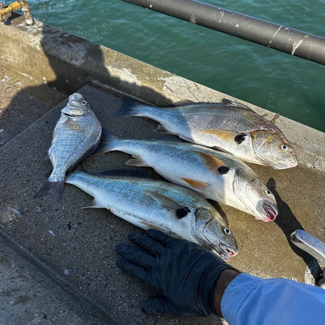The most recent Barred surfperch catches on Fishbrain
