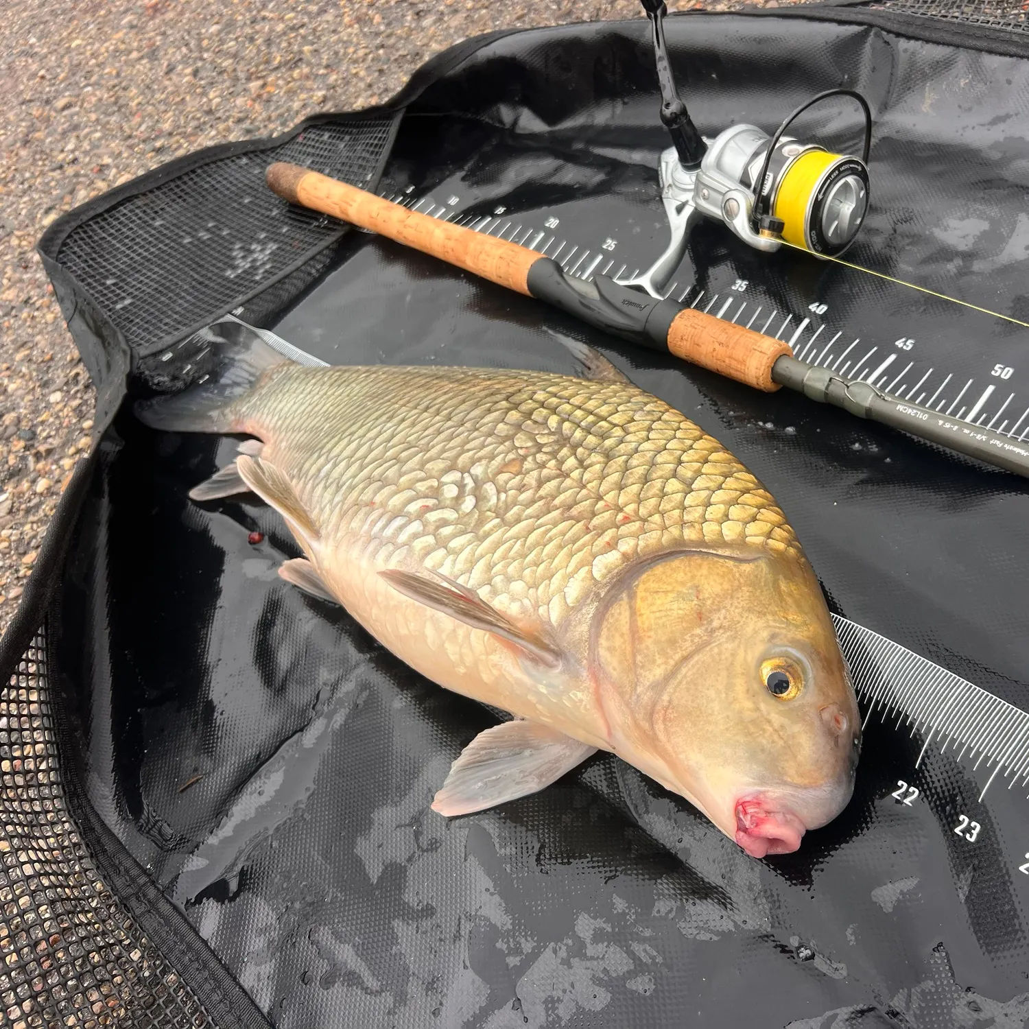 The most recent Quillback catches on Fishbrain