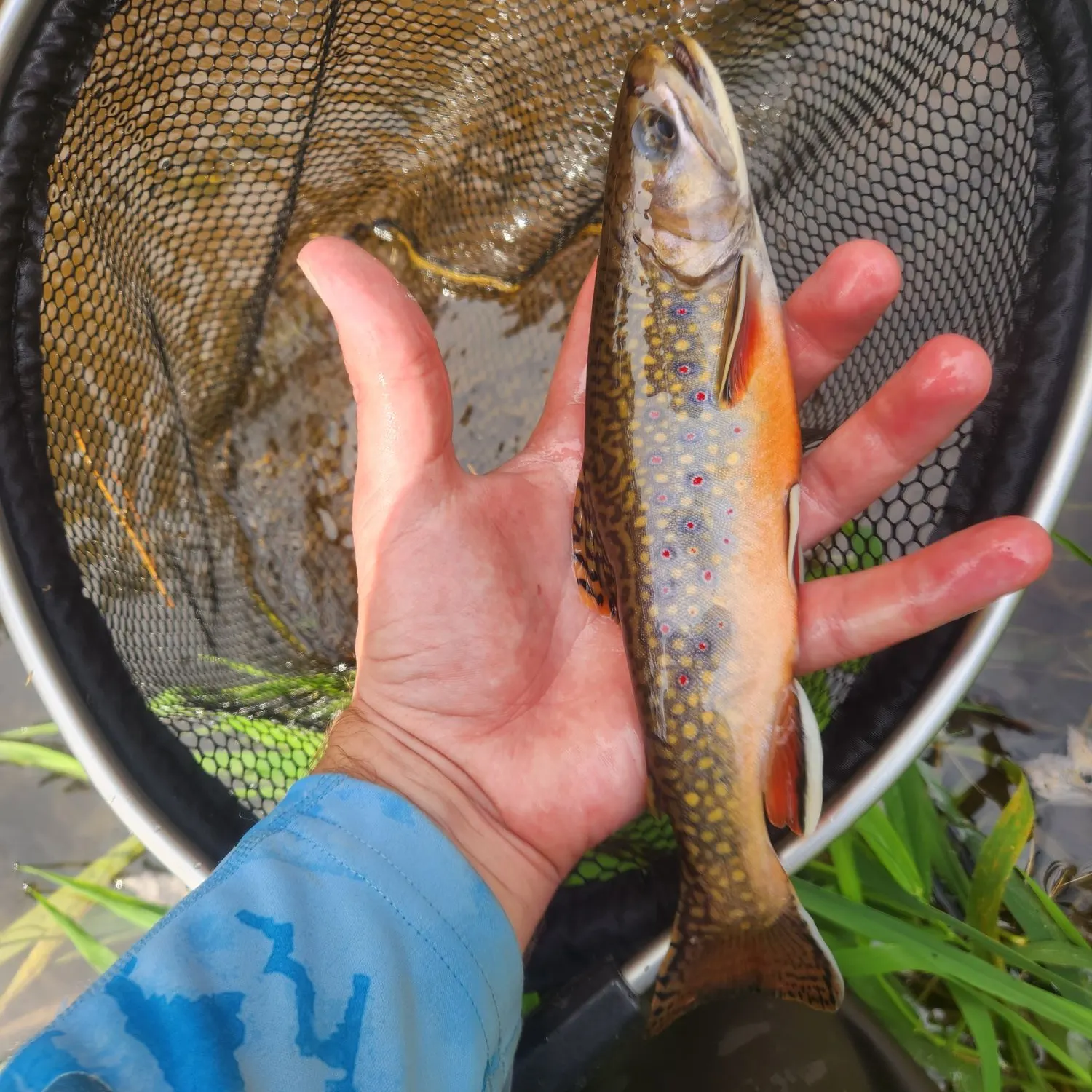 Brook trout caught on Fishbrain