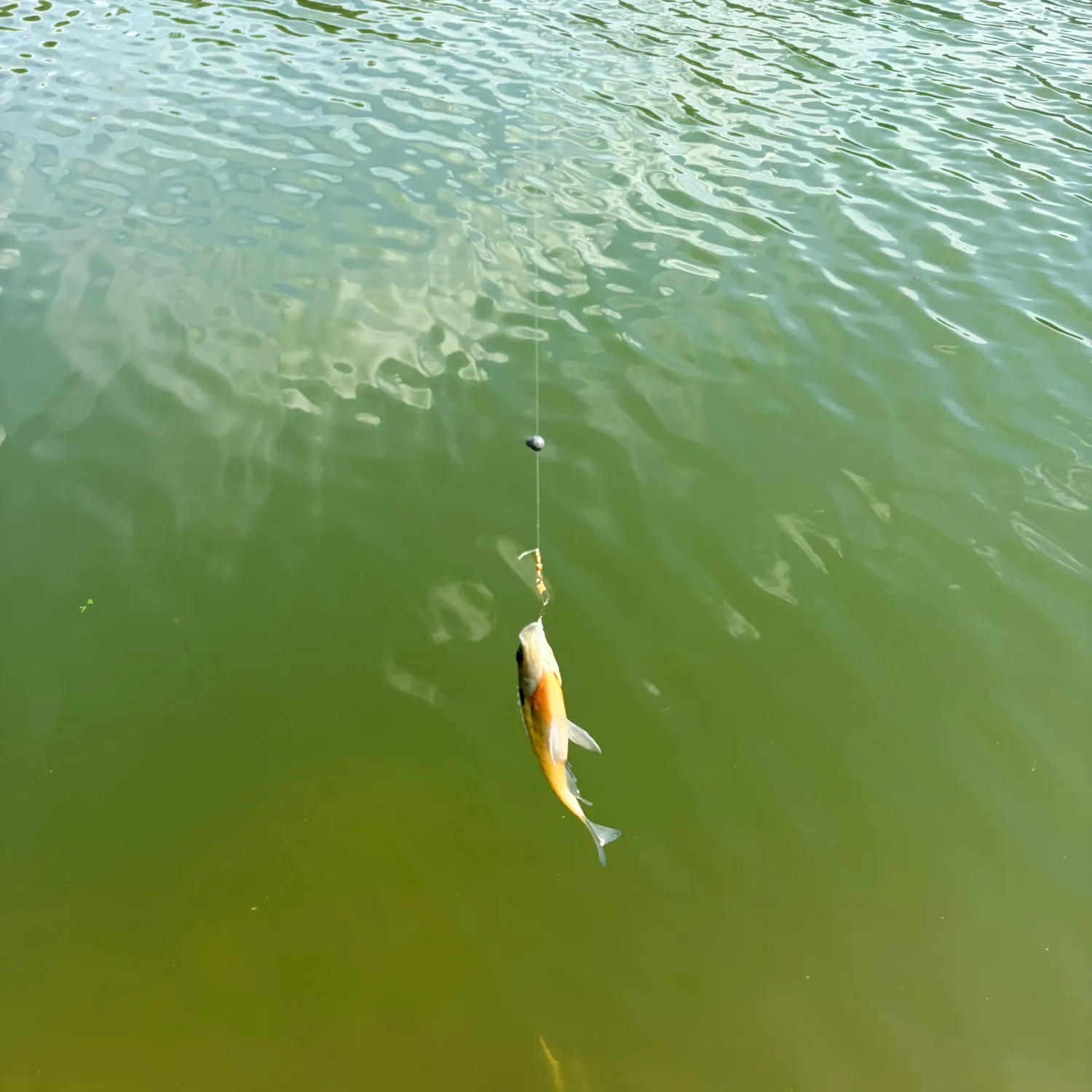 Bluegill caught on Fishbrain