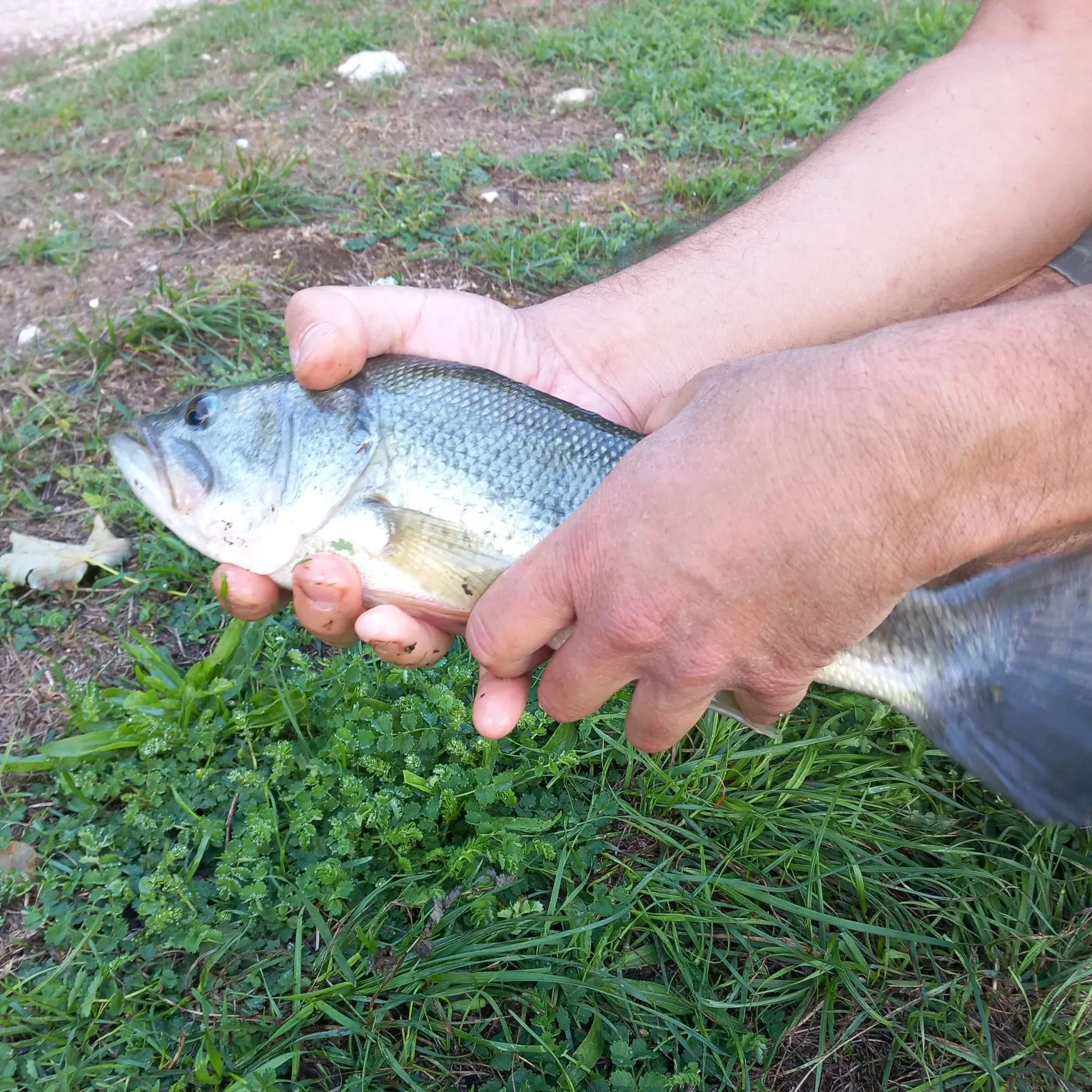Fish caught on Fishbrain