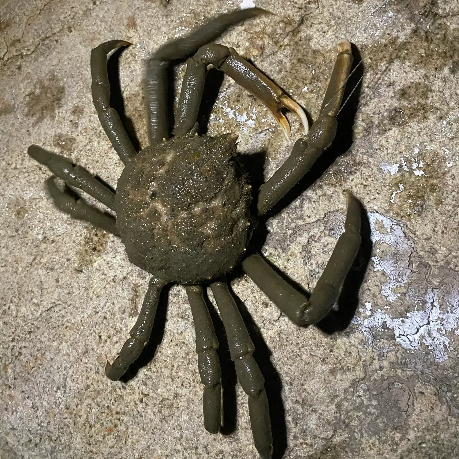 The most recent Portly spider crab catches on Fishbrain
