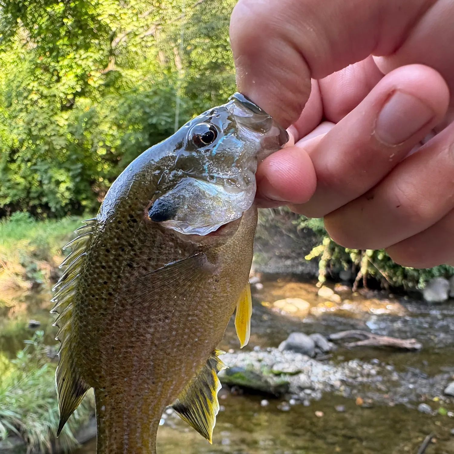Green sunfish caught on Fishbrain