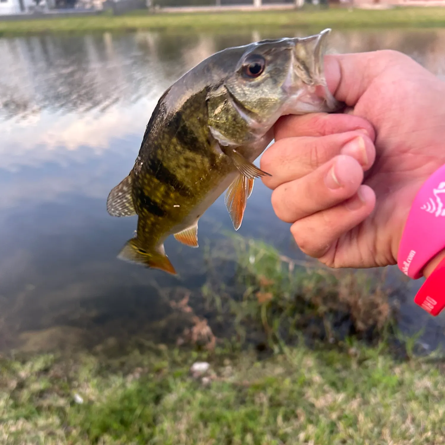 The most recent Butterfly peacock bass catches on Fishbrain
