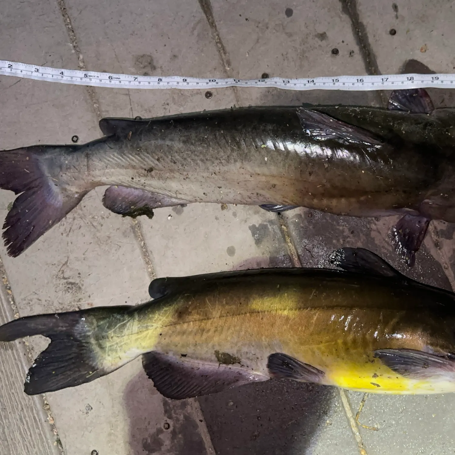 recently logged catches