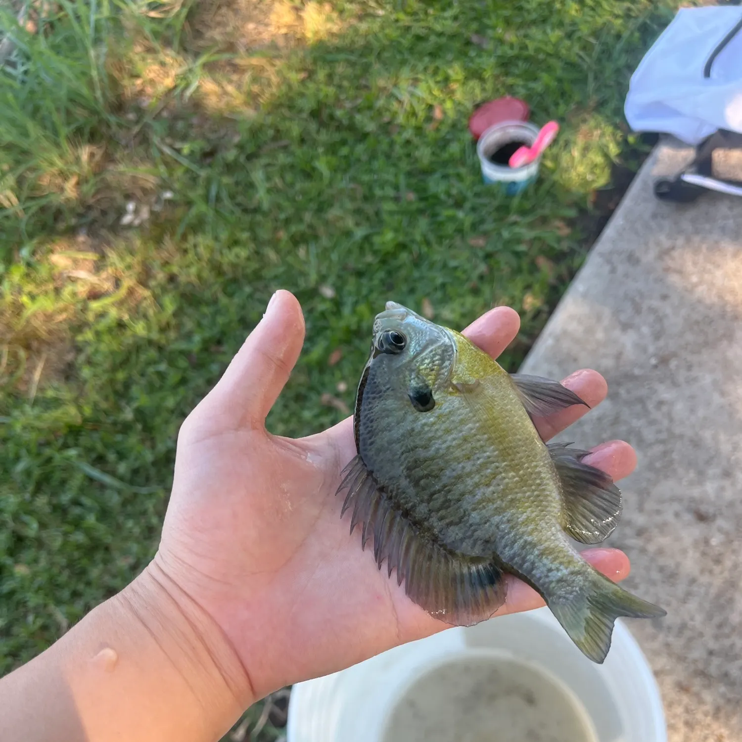 Bluegill caught on Fishbrain