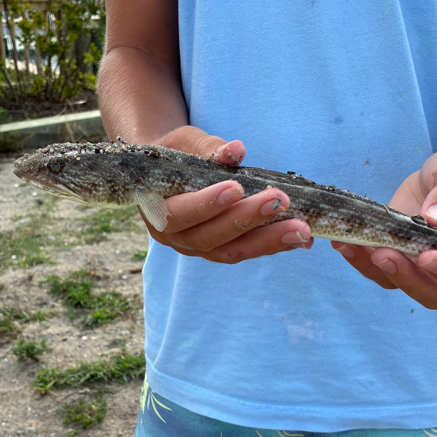 The most recent Inshore lizardfish catches on Fishbrain