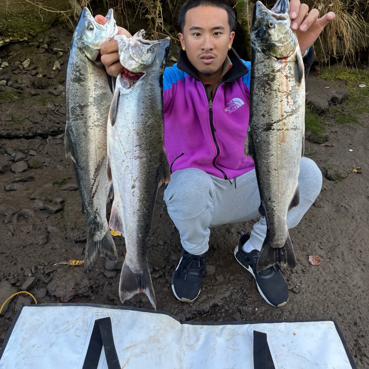 Coho salmon caught on Fishbrain