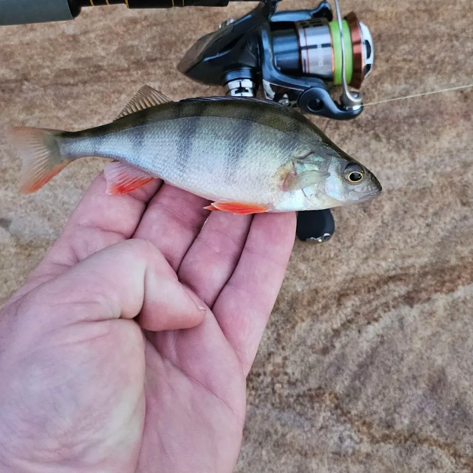 European perch caught on Fishbrain