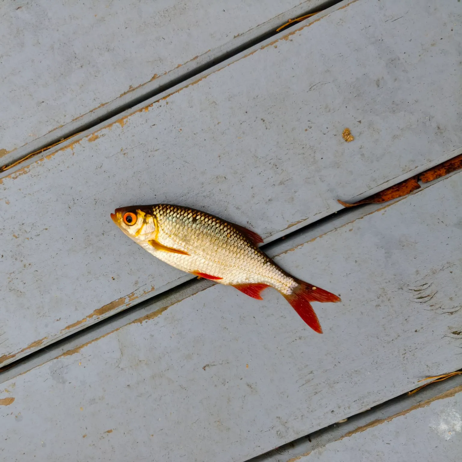 Common rudd caught on Fishbrain
