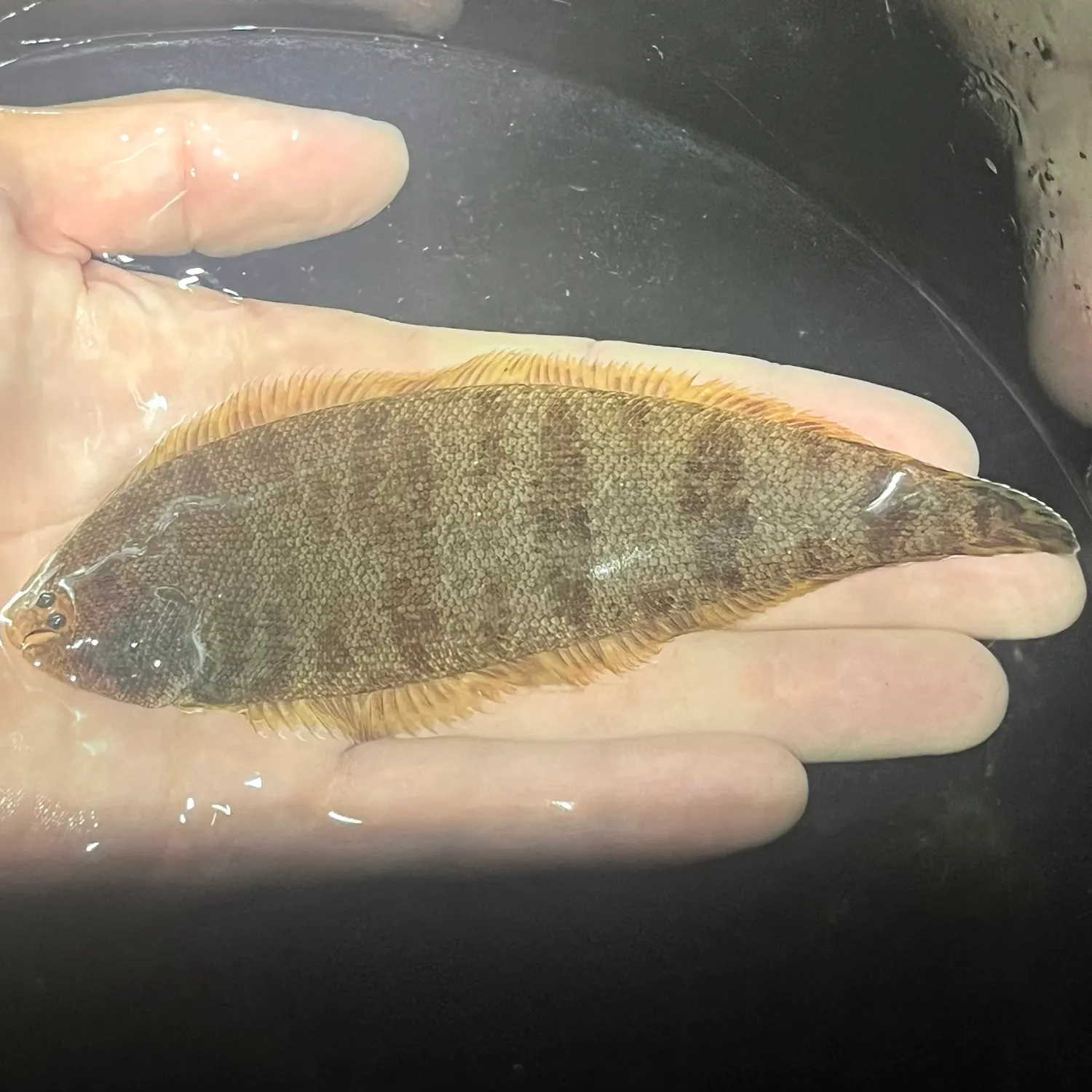 Blackcheek tonguefish caught on Fishbrain