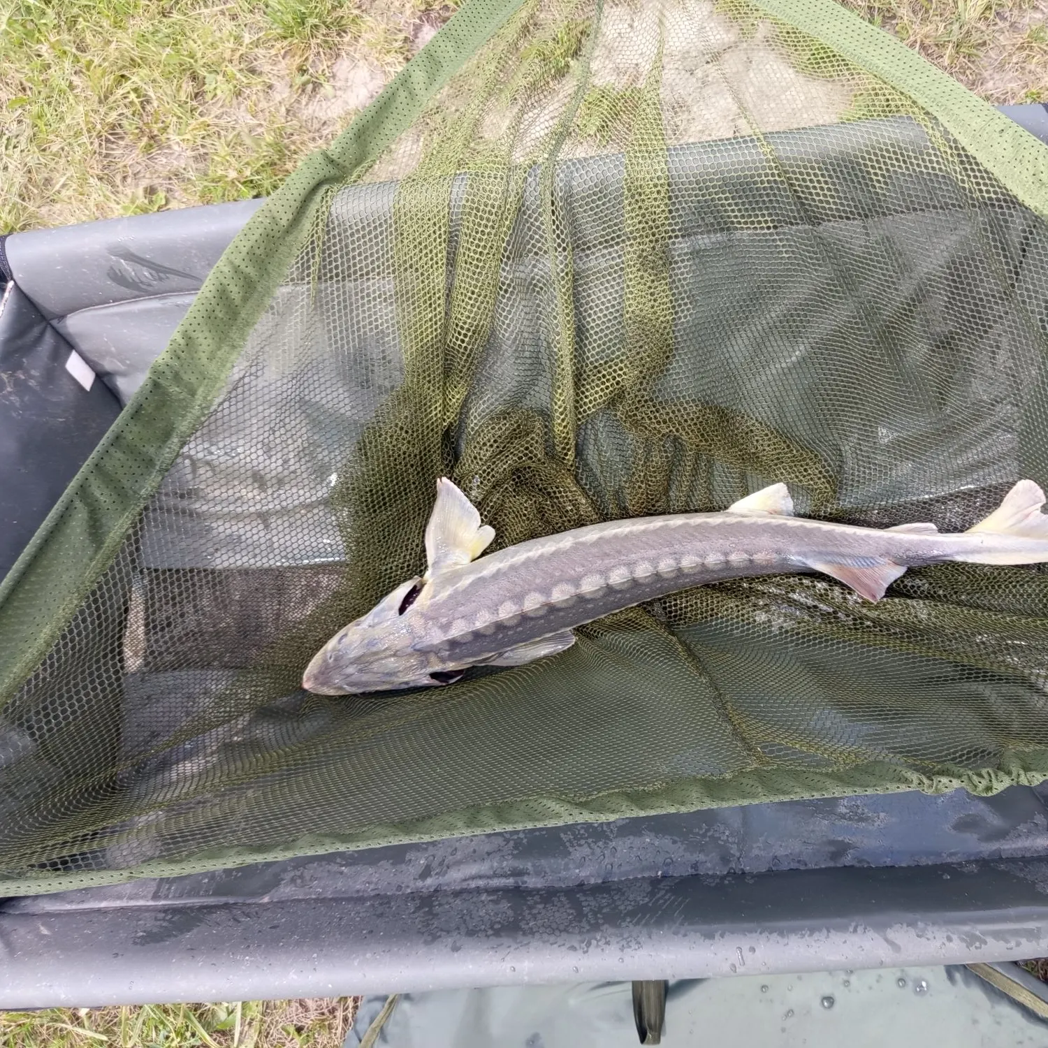 The most recent Green sturgeon catches on Fishbrain