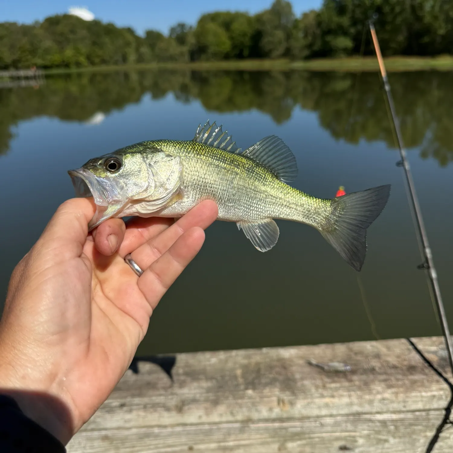 Largemouth bass caught on Fishbrain