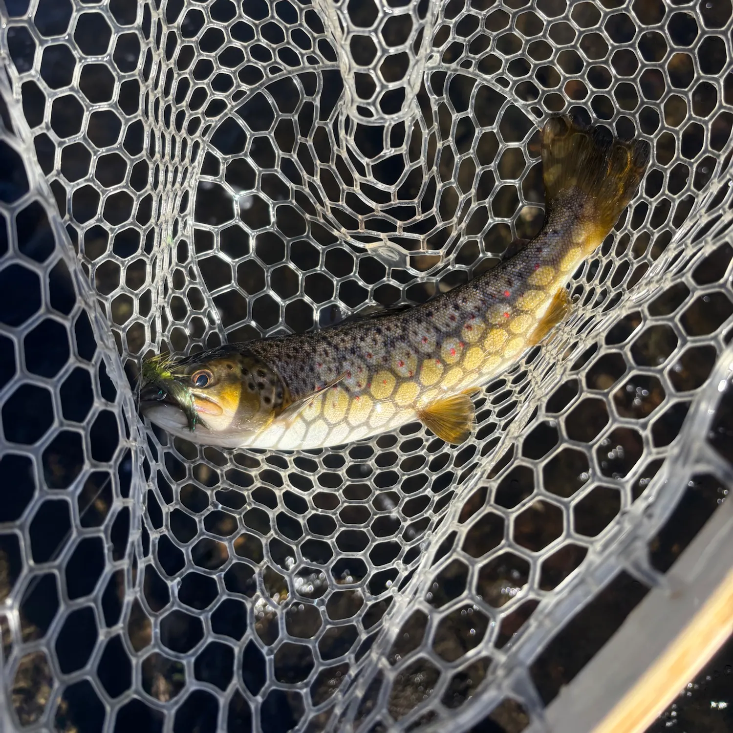 Brown trout caught on Fishbrain